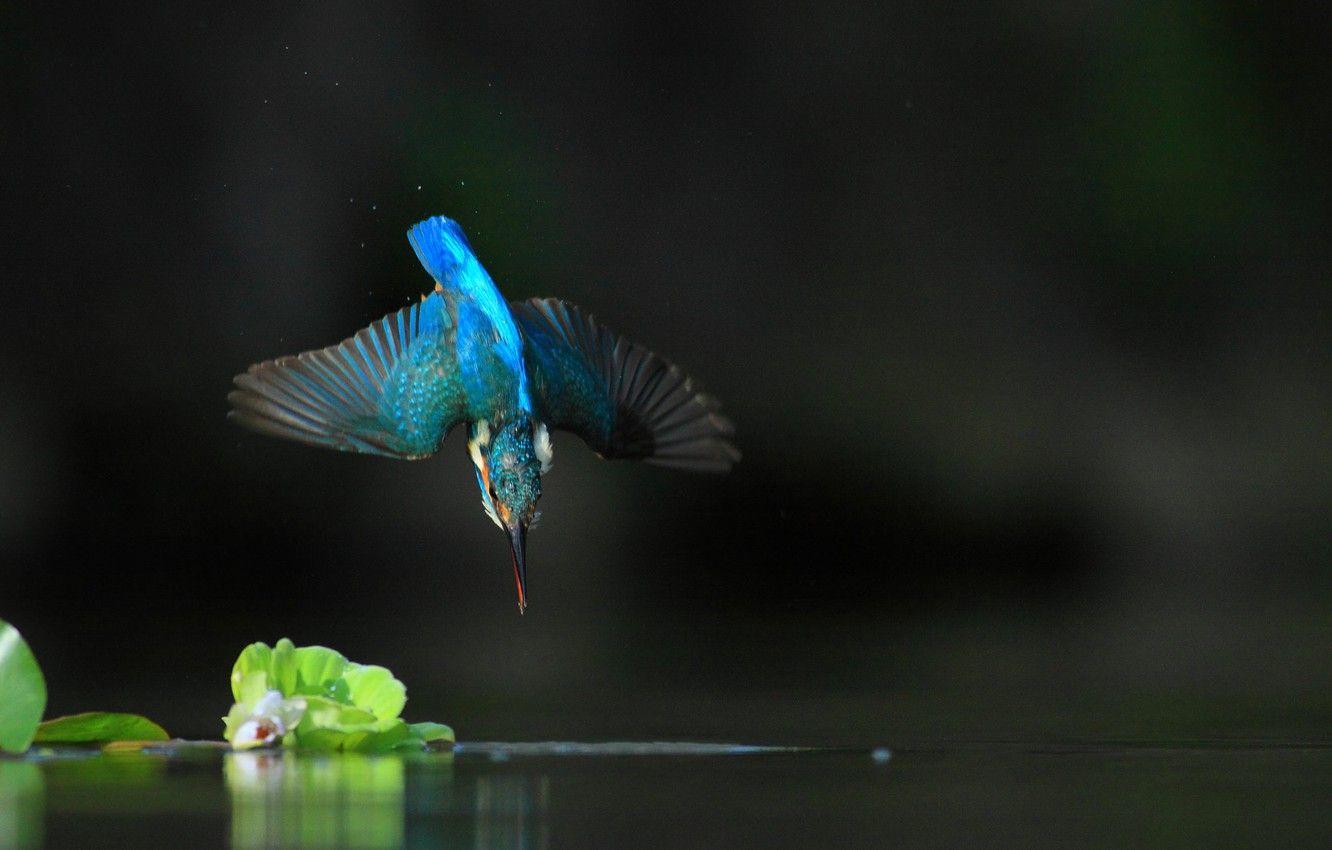 1332x850 water, flight, nature, Kingfisher, bird .