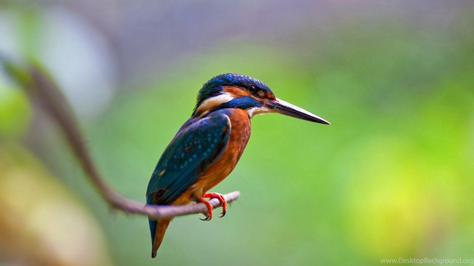 1600x900 Kingfisher Bird HD