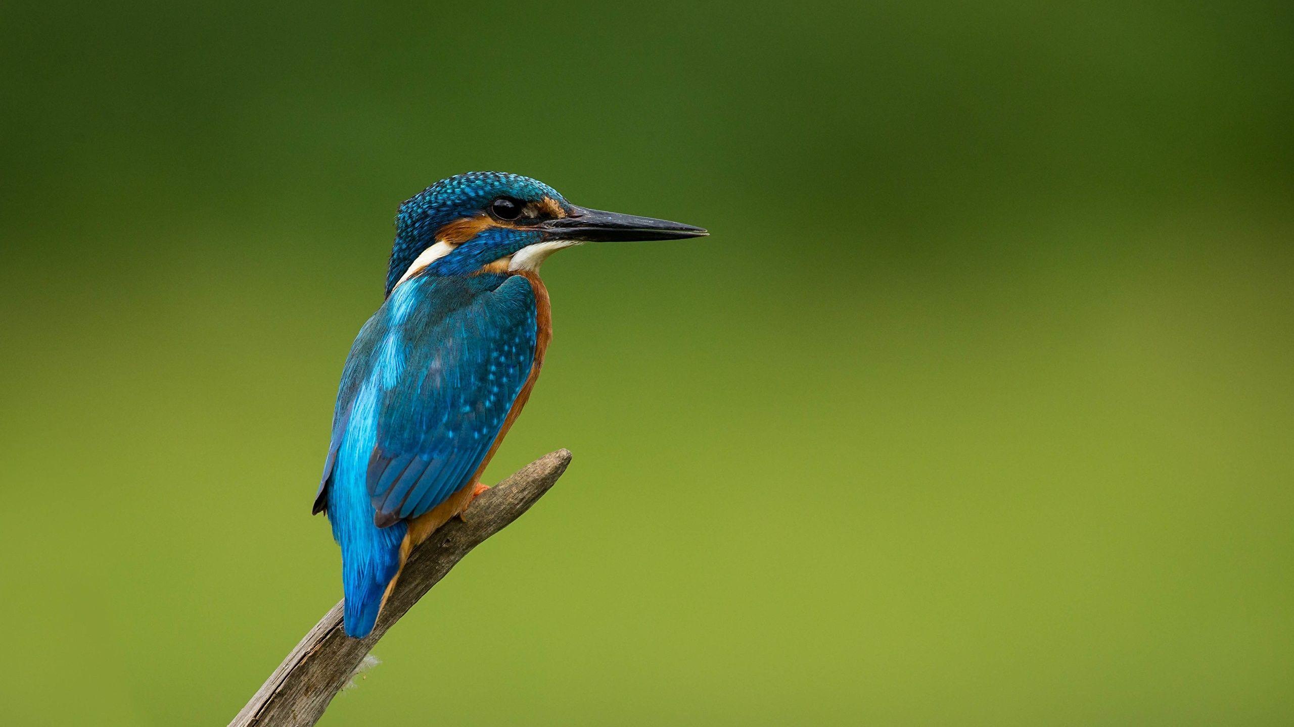 2560x1440 Common Kingfisher Birds animal