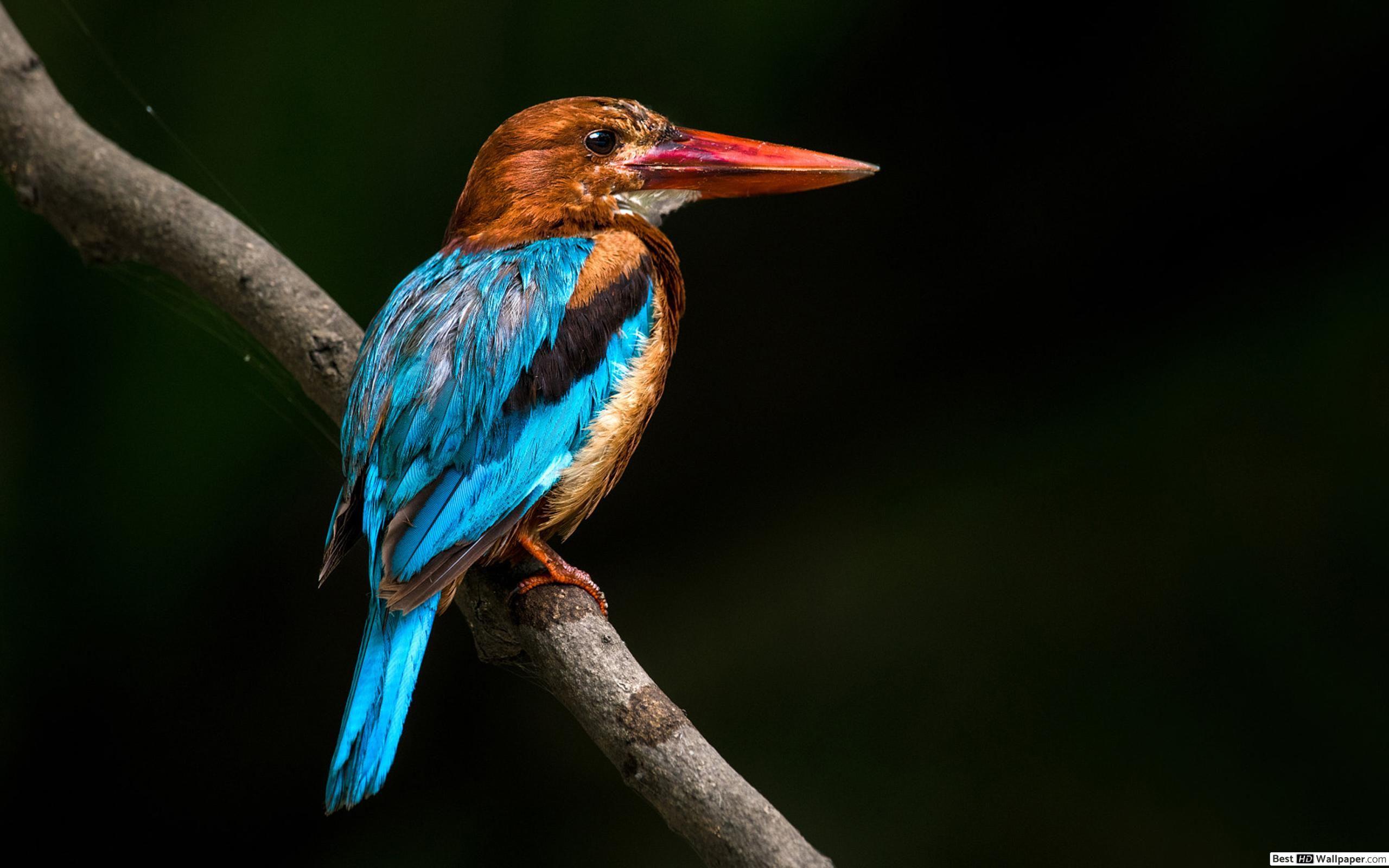 2560x1600 Kingfisher Birds Wallpaper .