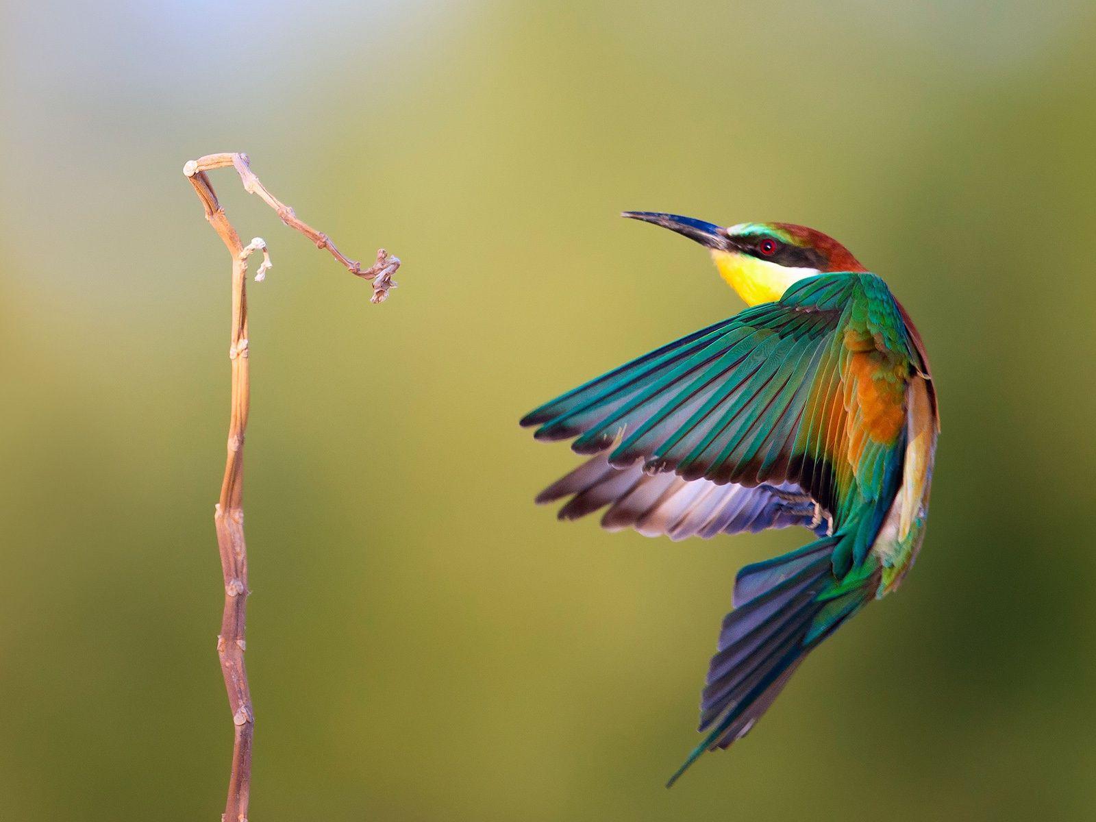 1600x1200 Kingfisher Wallpaper HD