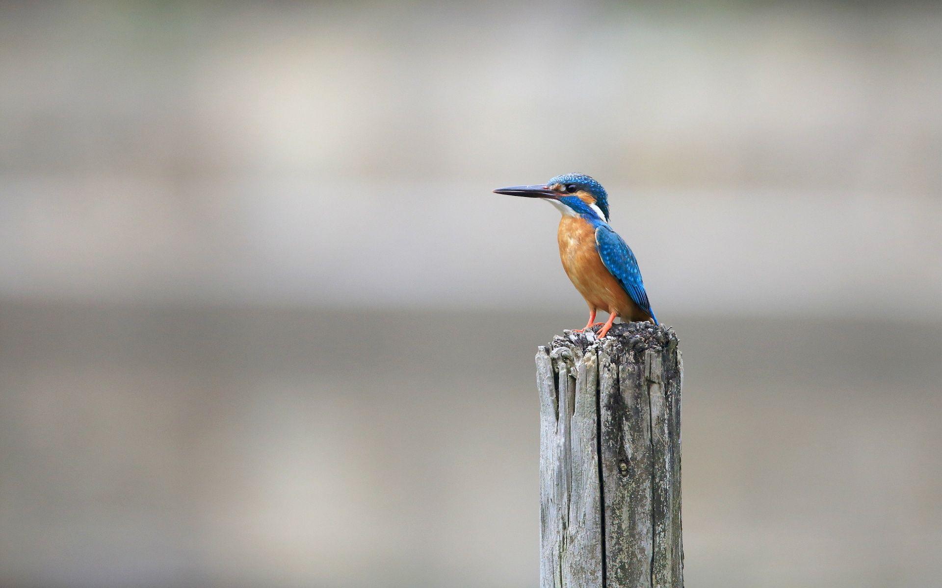 1920x1200 Kingfisher Birds HD .