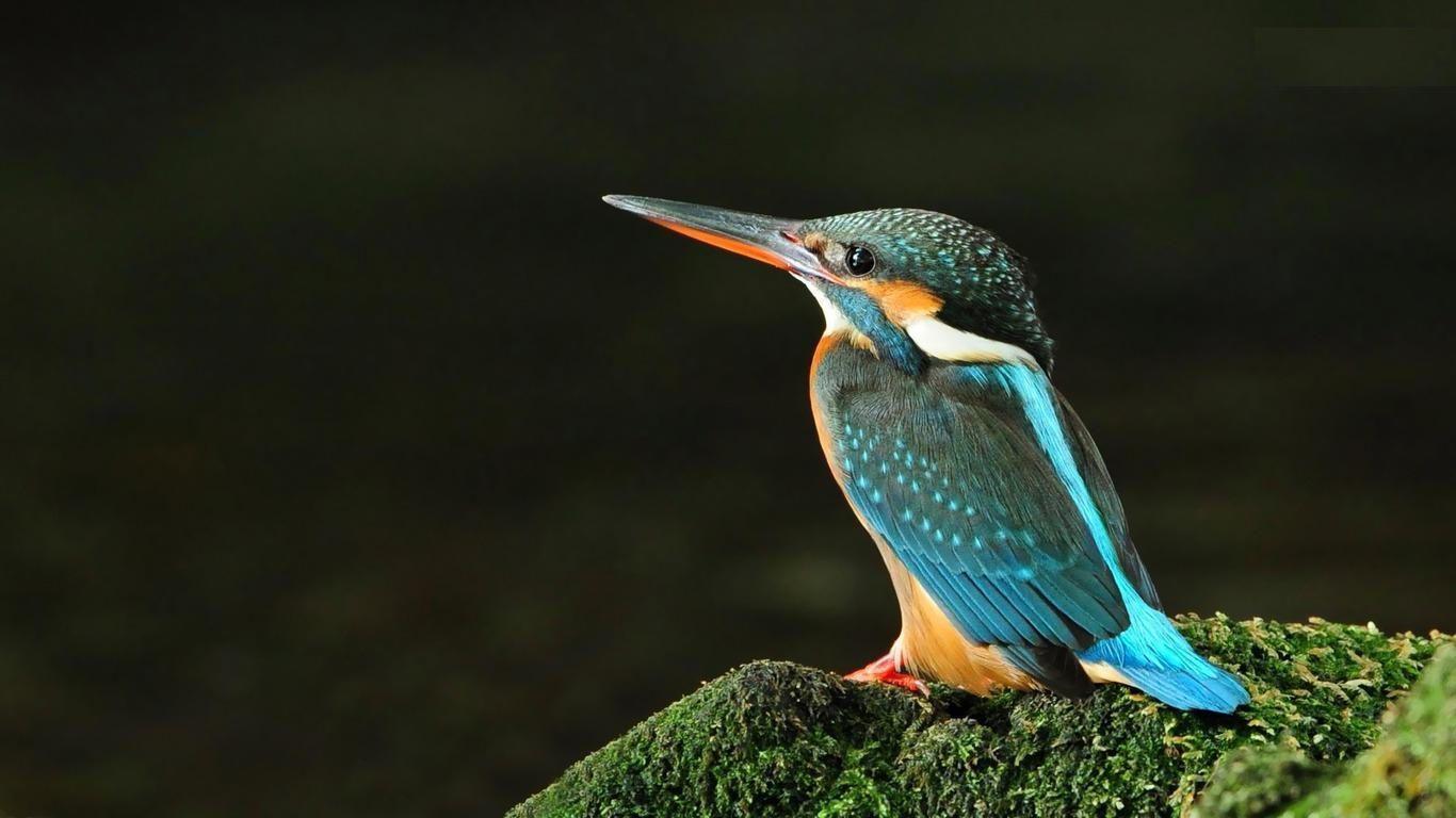 1366x768 Bird wallpaper .com