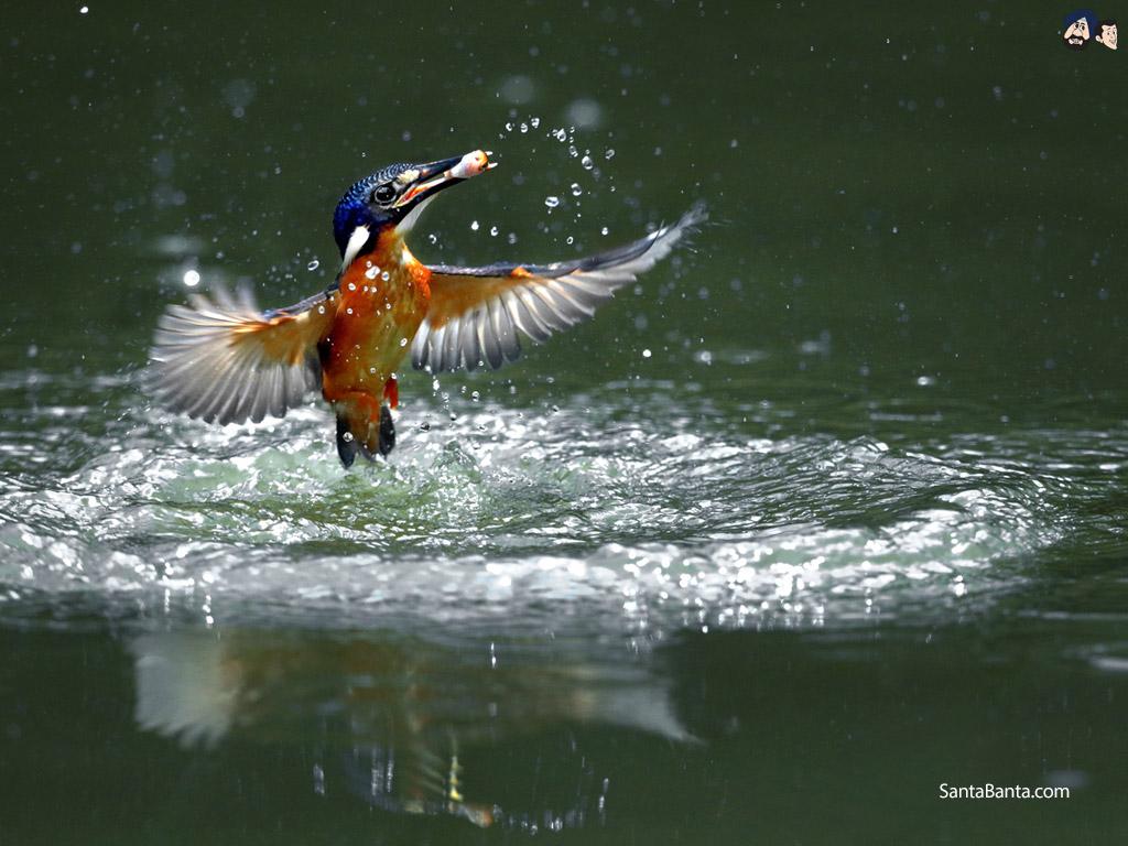 1024x768 Full HD Wide Nature Wallpaper & Image .
