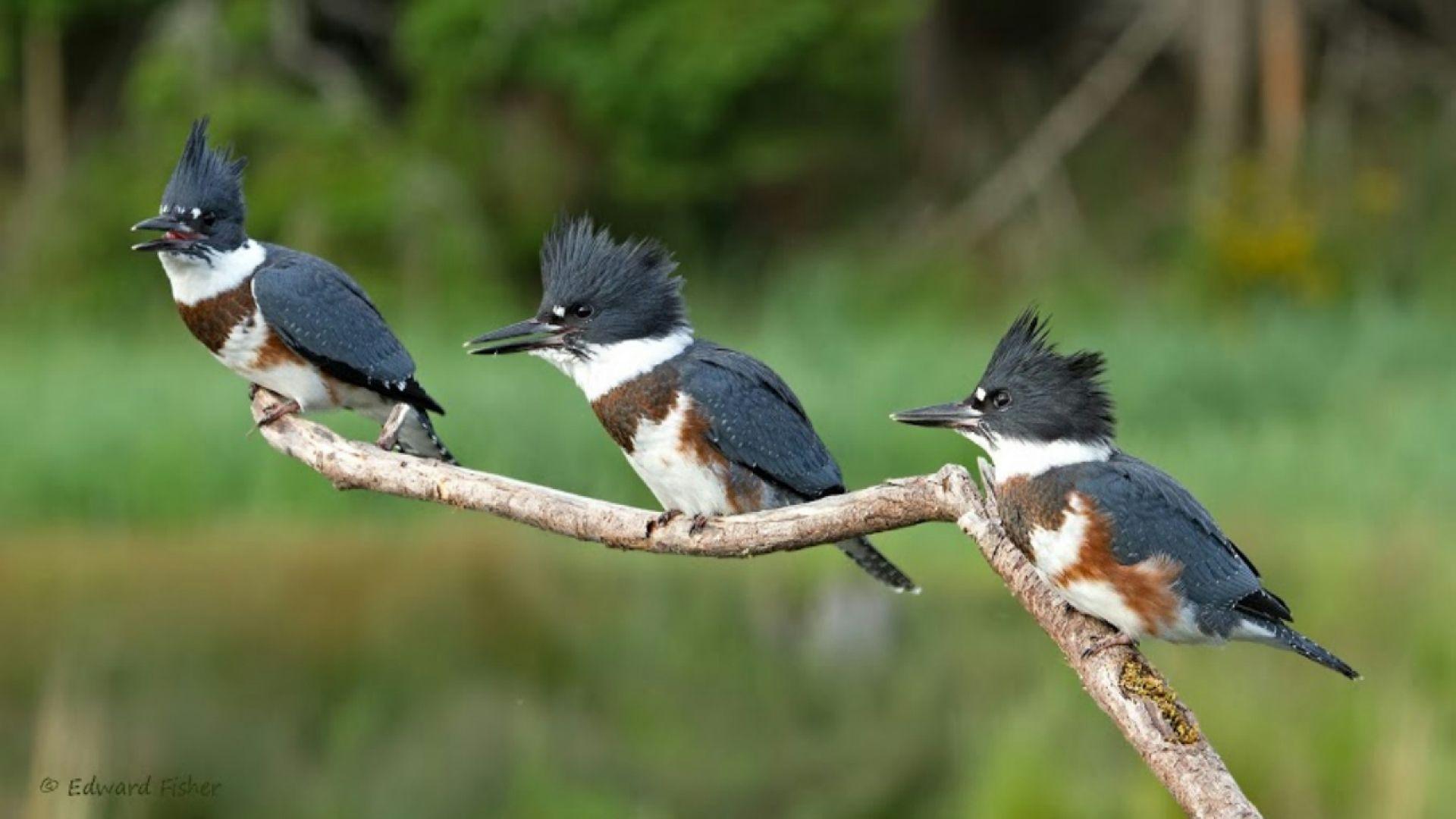 1920x1080 Kingfisher Wallpaper. HD Background .