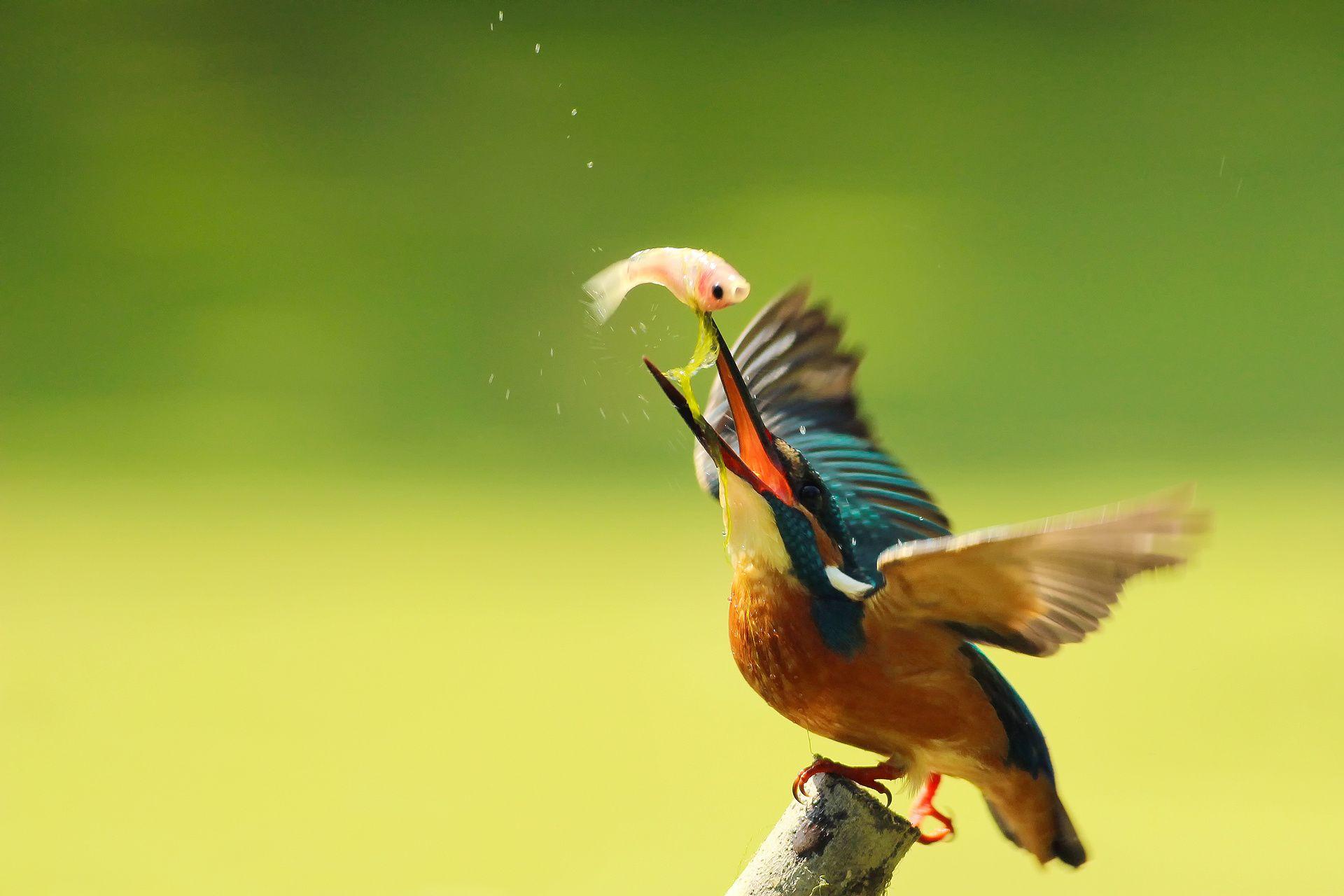 1920x1280 kingfisher, Bird Wallpaper HD .