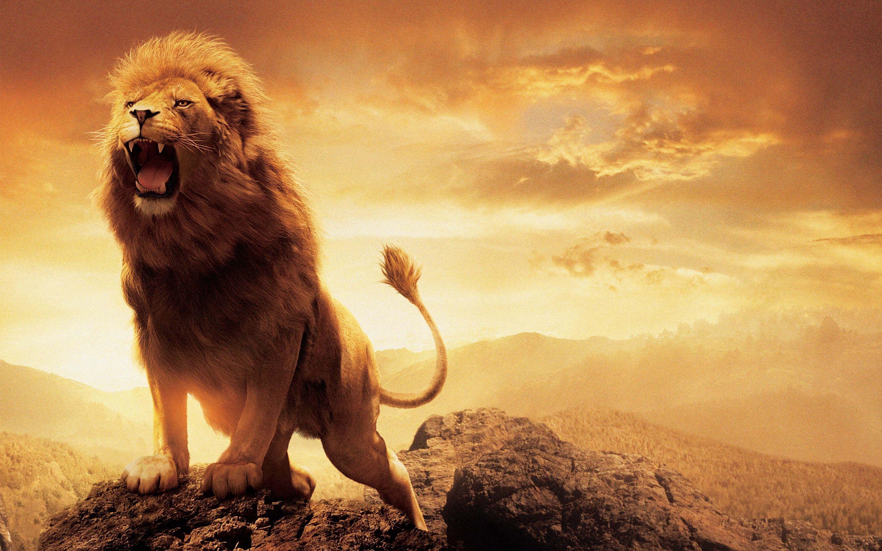 2880x1800 Lion live wallpaper, Lion wallpaper .
