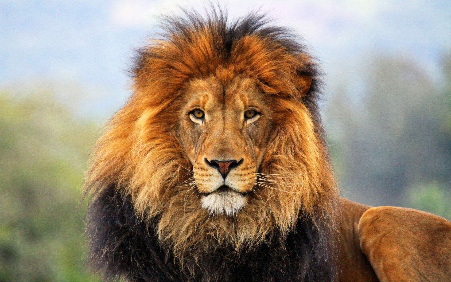 1920x1200 Narnia Lion Wallpaper