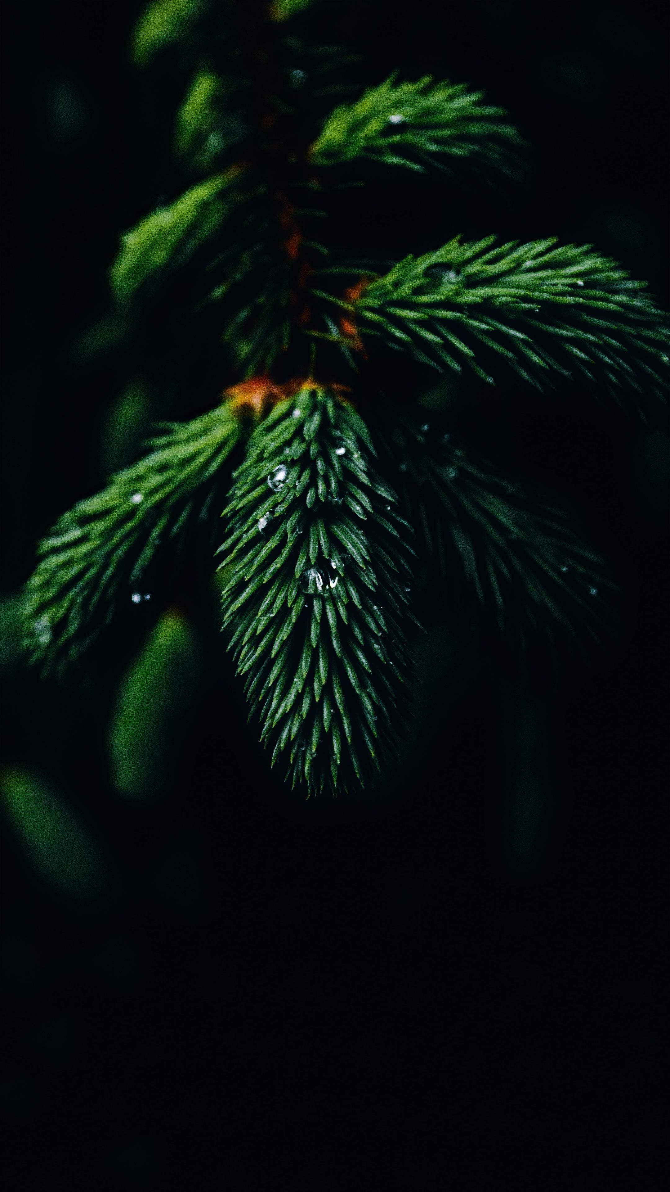 2160x3840 nature wallpaper, nature,