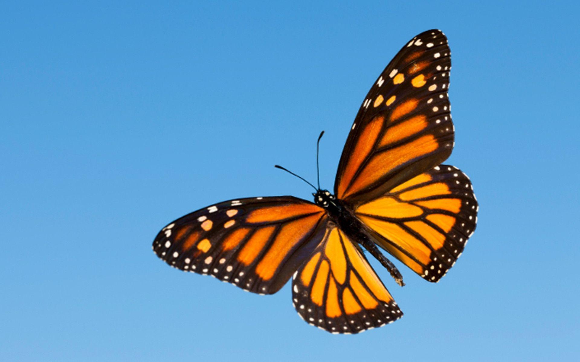 Monarch Butterfly Wallpapers Top Free Monarch Butterfly Backgrounds 