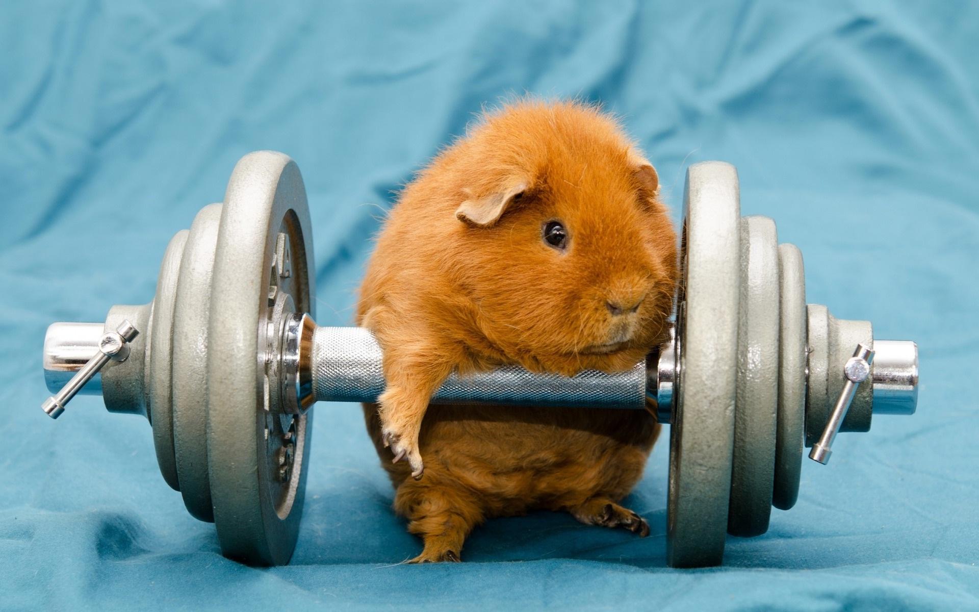 Funny Gym Wallpapers - Top Free Funny Gym Backgrounds - WallpaperAccess