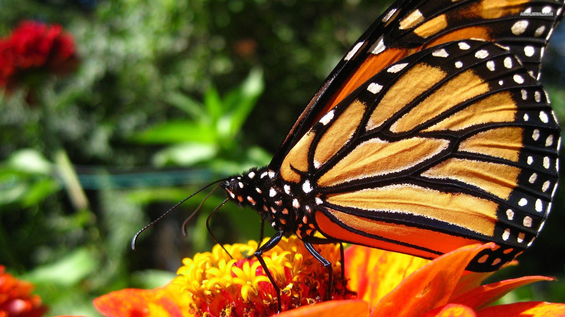 Monarch Butterfly Wallpapers - Top Free Monarch Butterfly Backgrounds