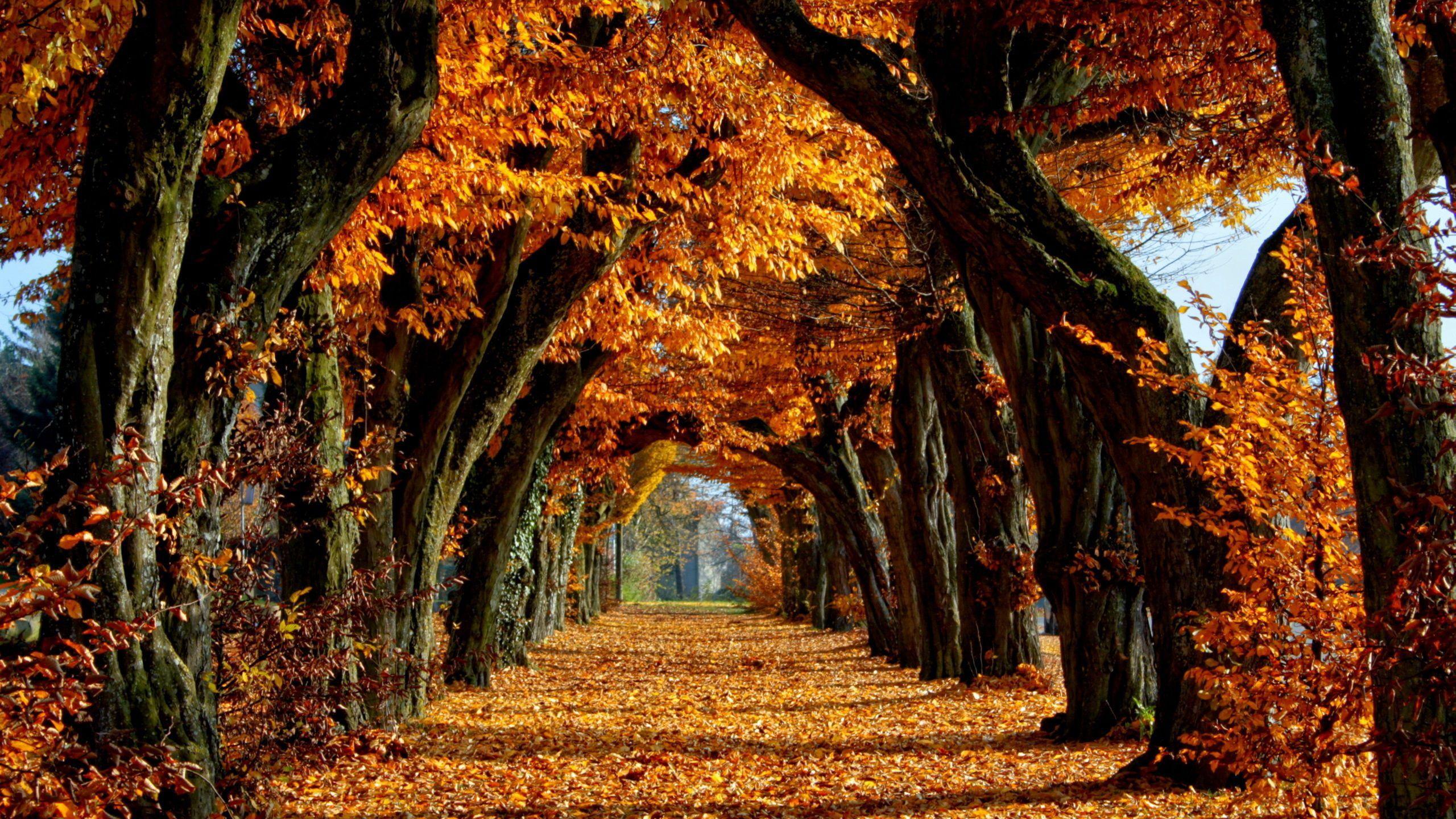 2560x1440 September Autumn Wallpaperwallpaper.dog