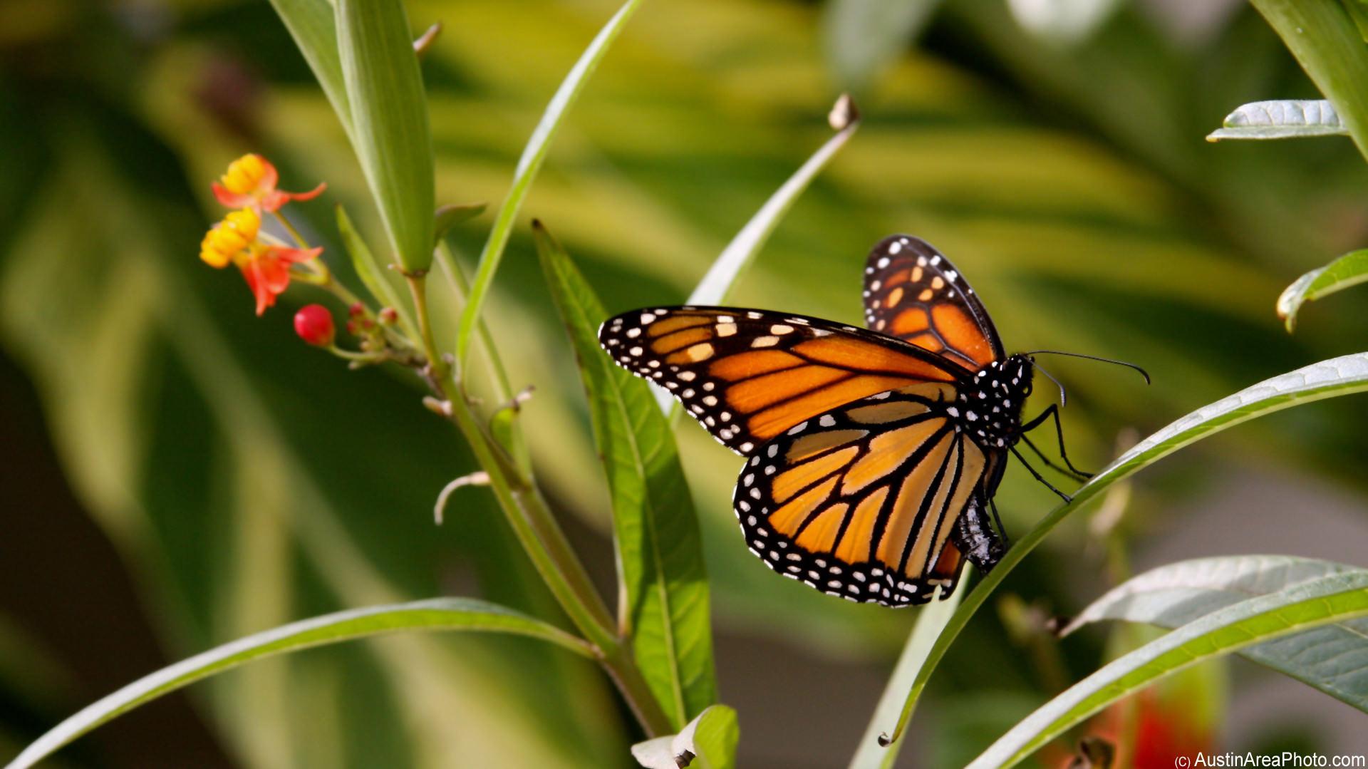 Monarch Butterfly Wallpapers - Top Free Monarch Butterfly Backgrounds