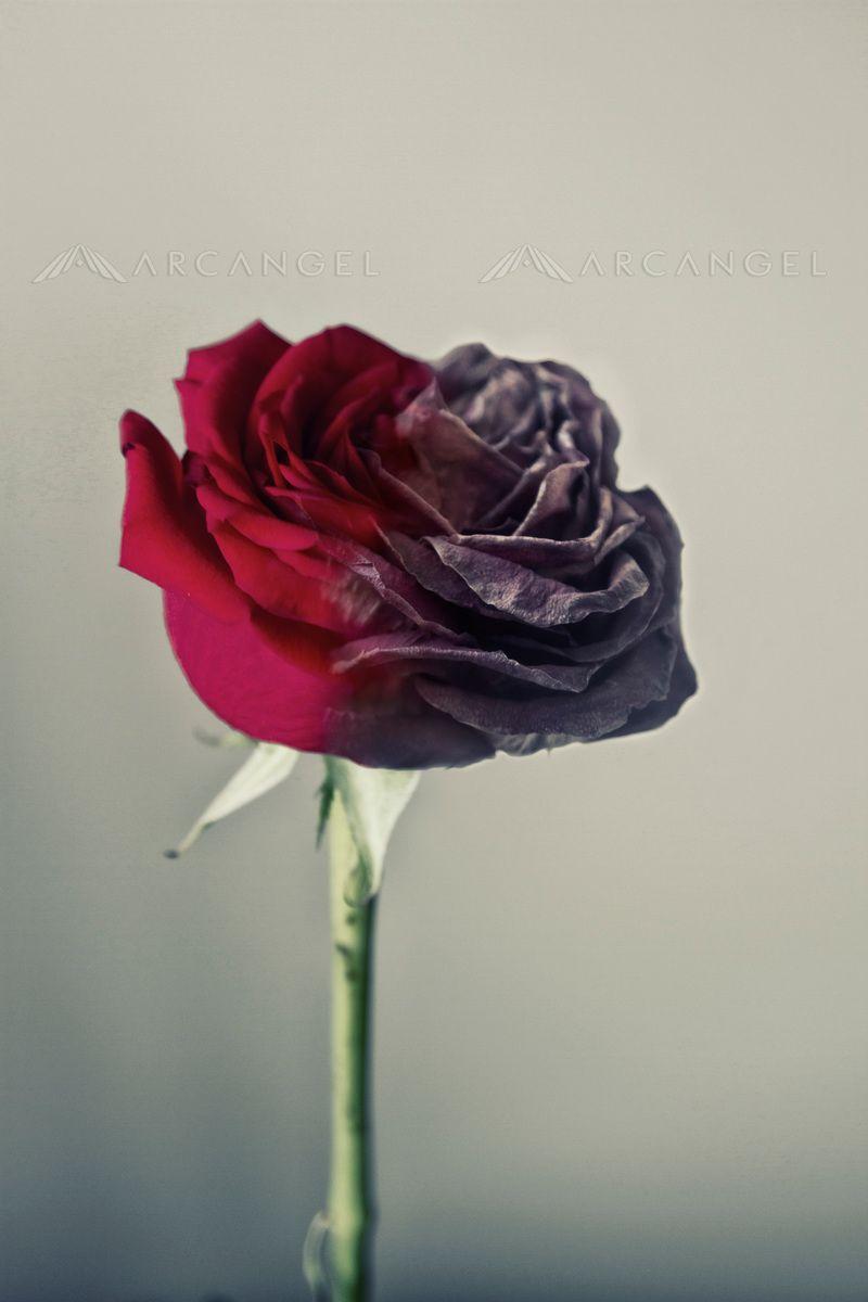 Dead Roses Aesthetic Wallpapers - Top Free Dead Roses Aesthetic ...