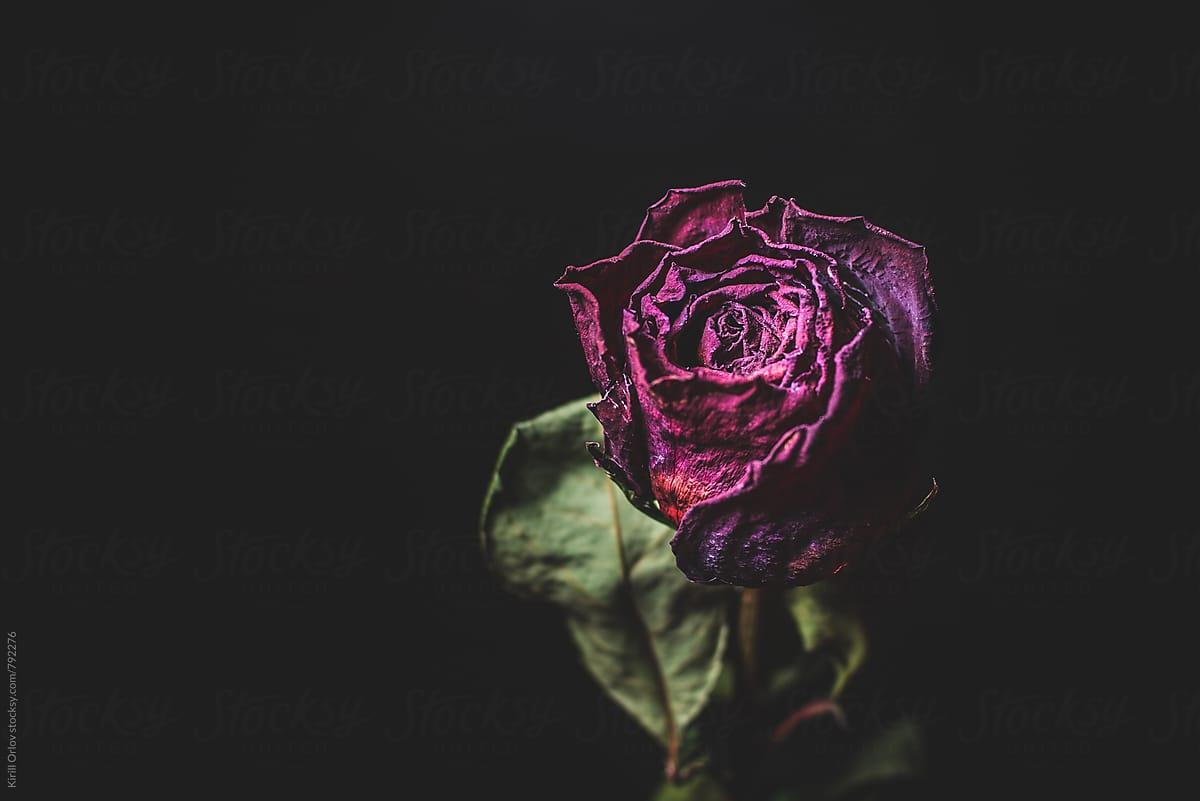 Dead Roses Aesthetic Wallpapers Top Free Dead Roses Aesthetic Backgrounds Wallpaperaccess 7516