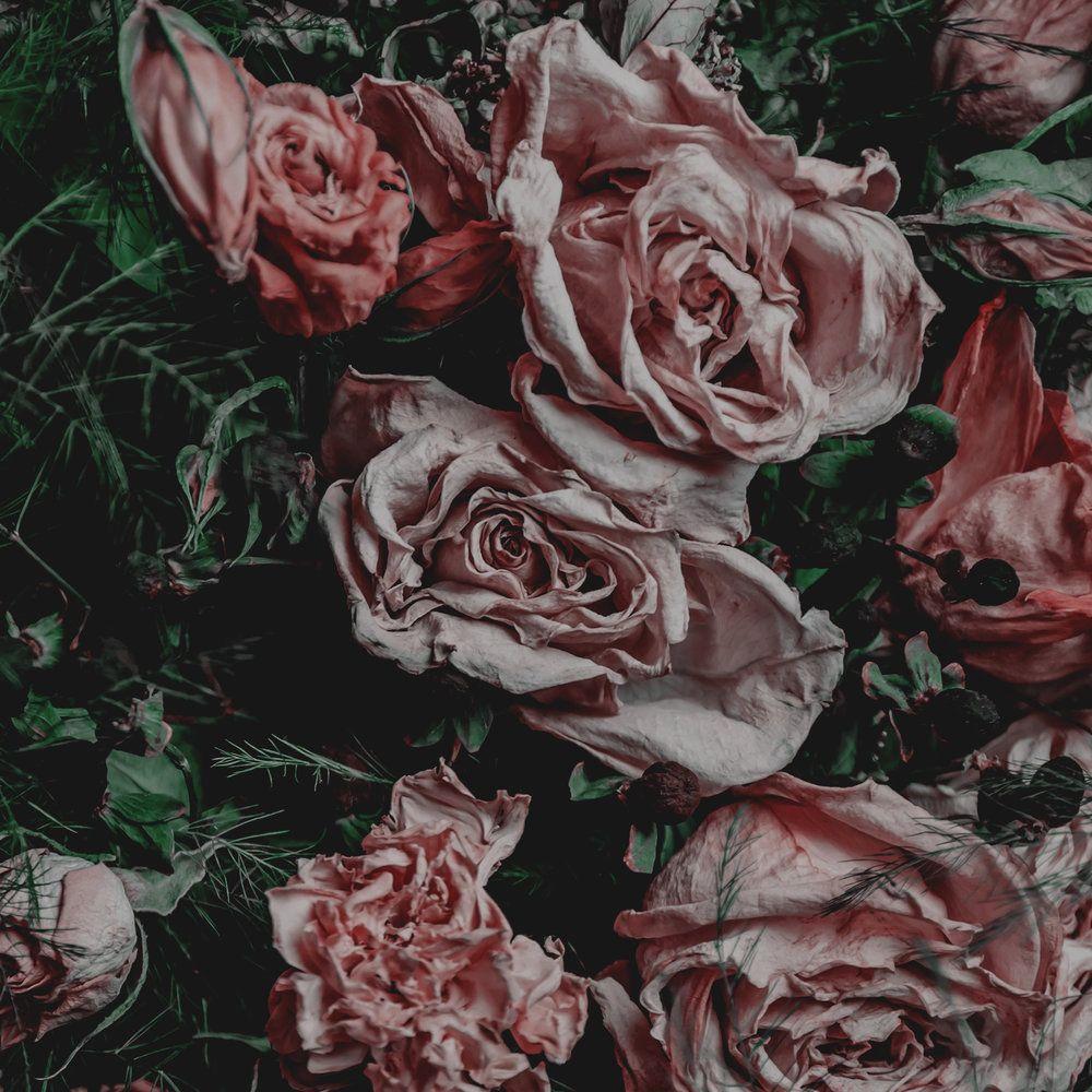 Dead Rose aesthetic. Aesthetics Dead Flower.