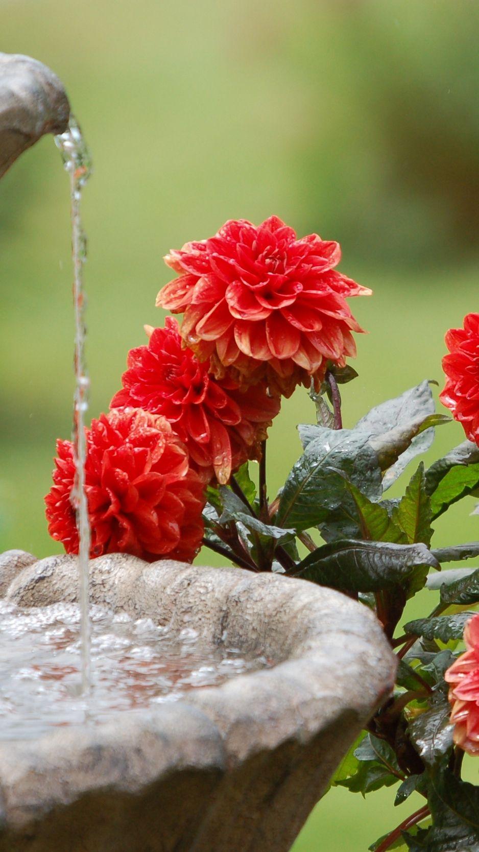 938x1668 Wallpaper Dahlias, Water, Fountain .
