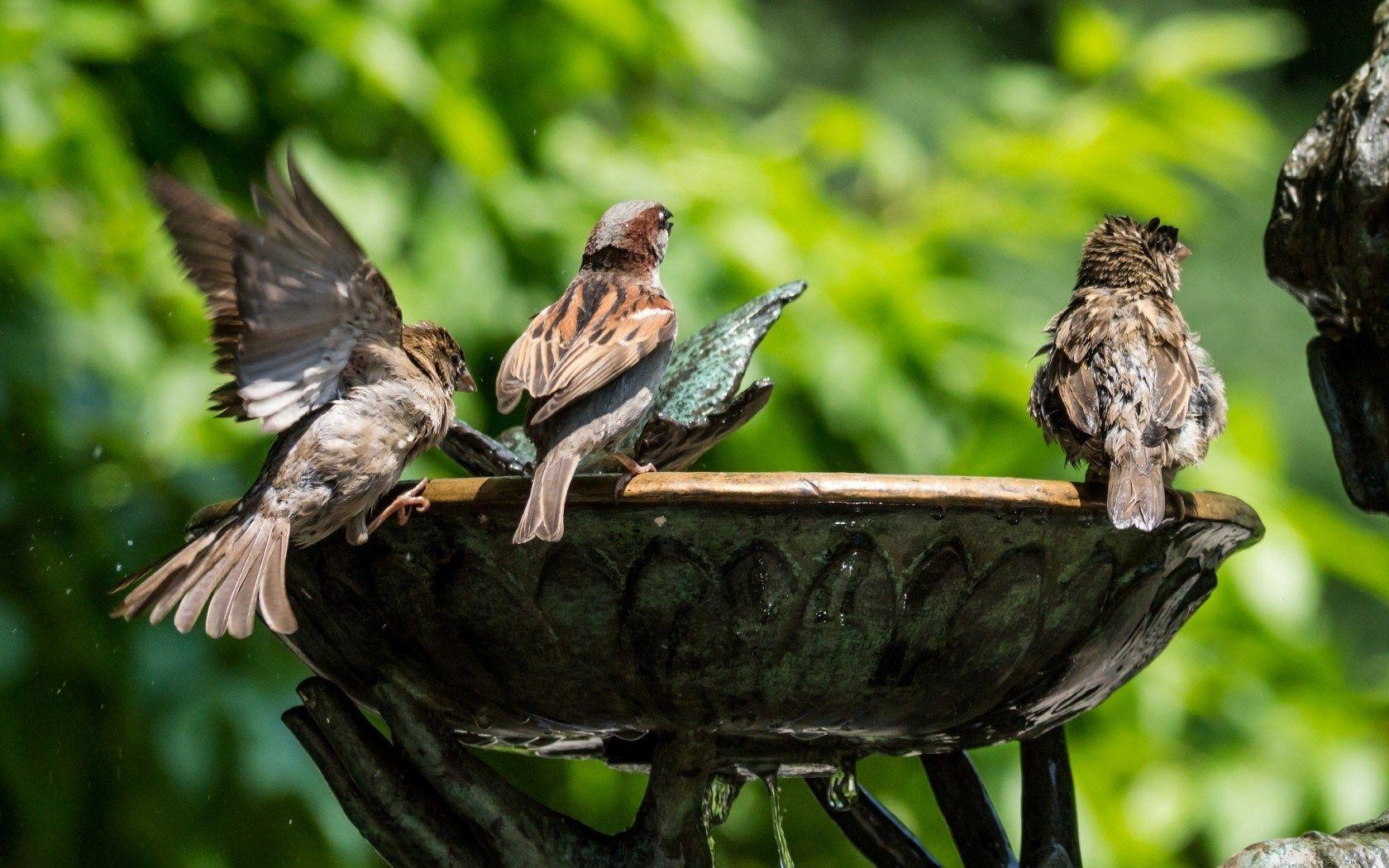 1680x1050 Sparrows Birds Water Fountain wallpaper .