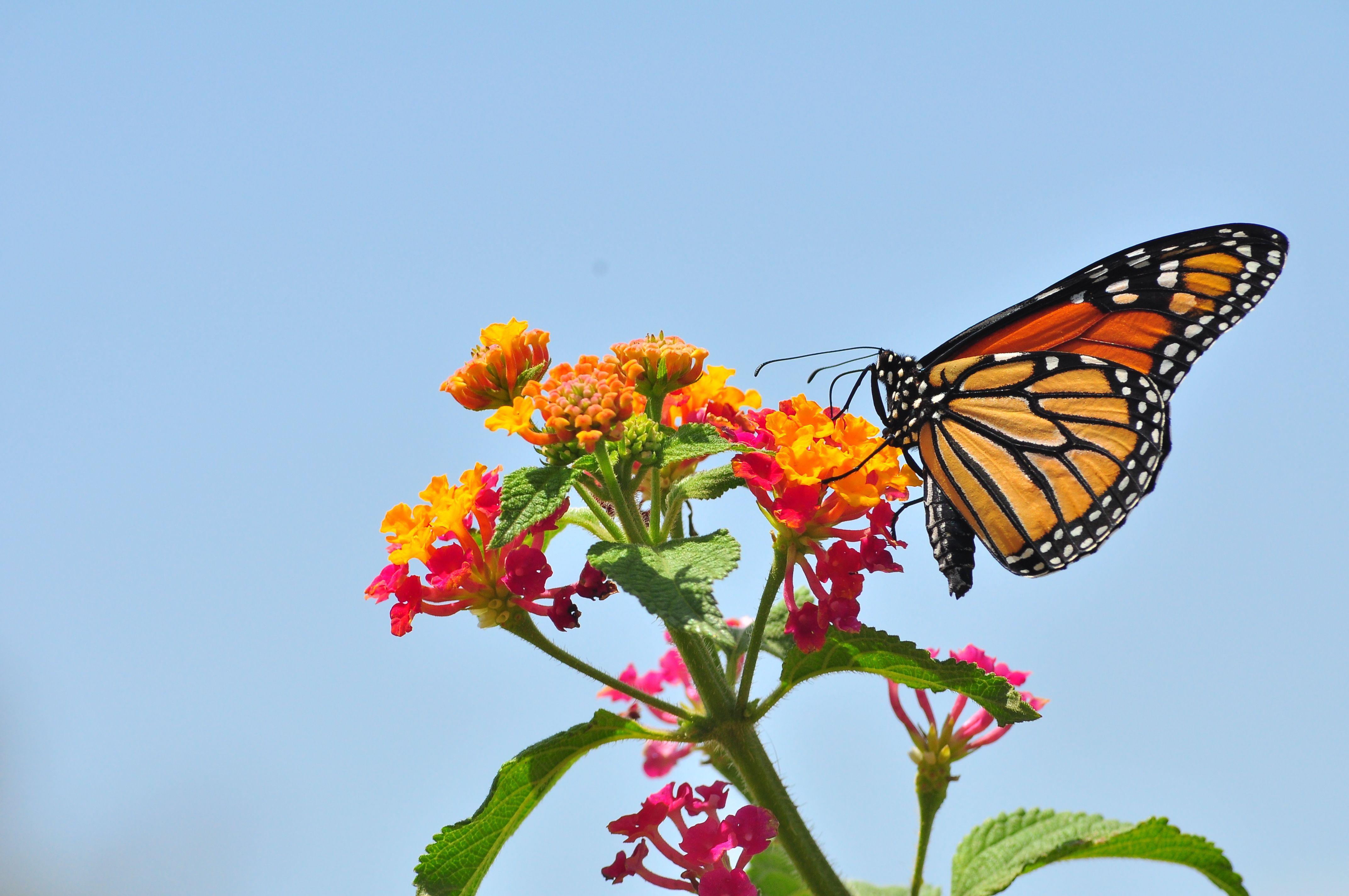 Monarch butterfly wallpapers top free monarch butterfly backgrounds