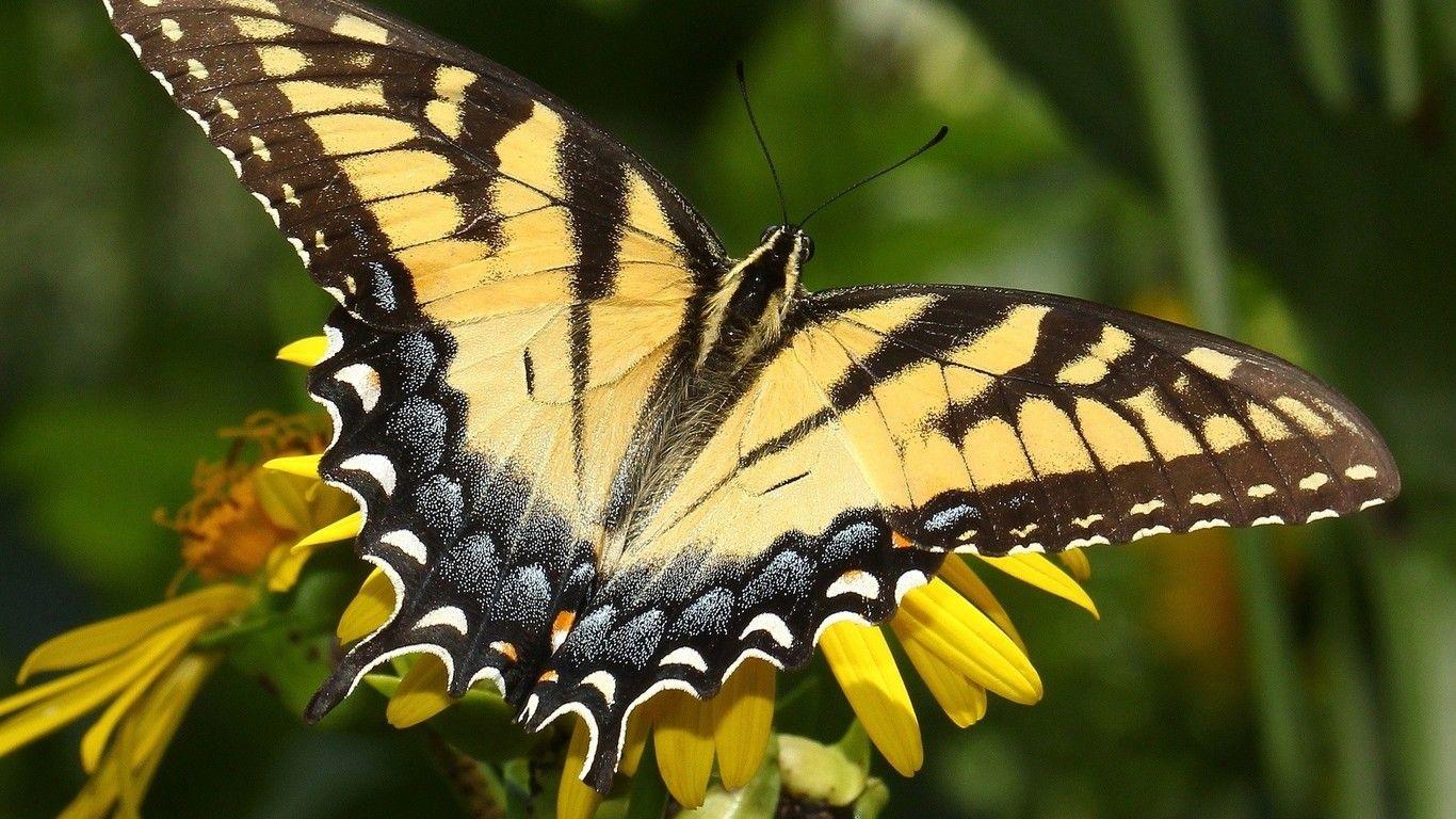 1366x768 Monarch Butterfly Wallpaper