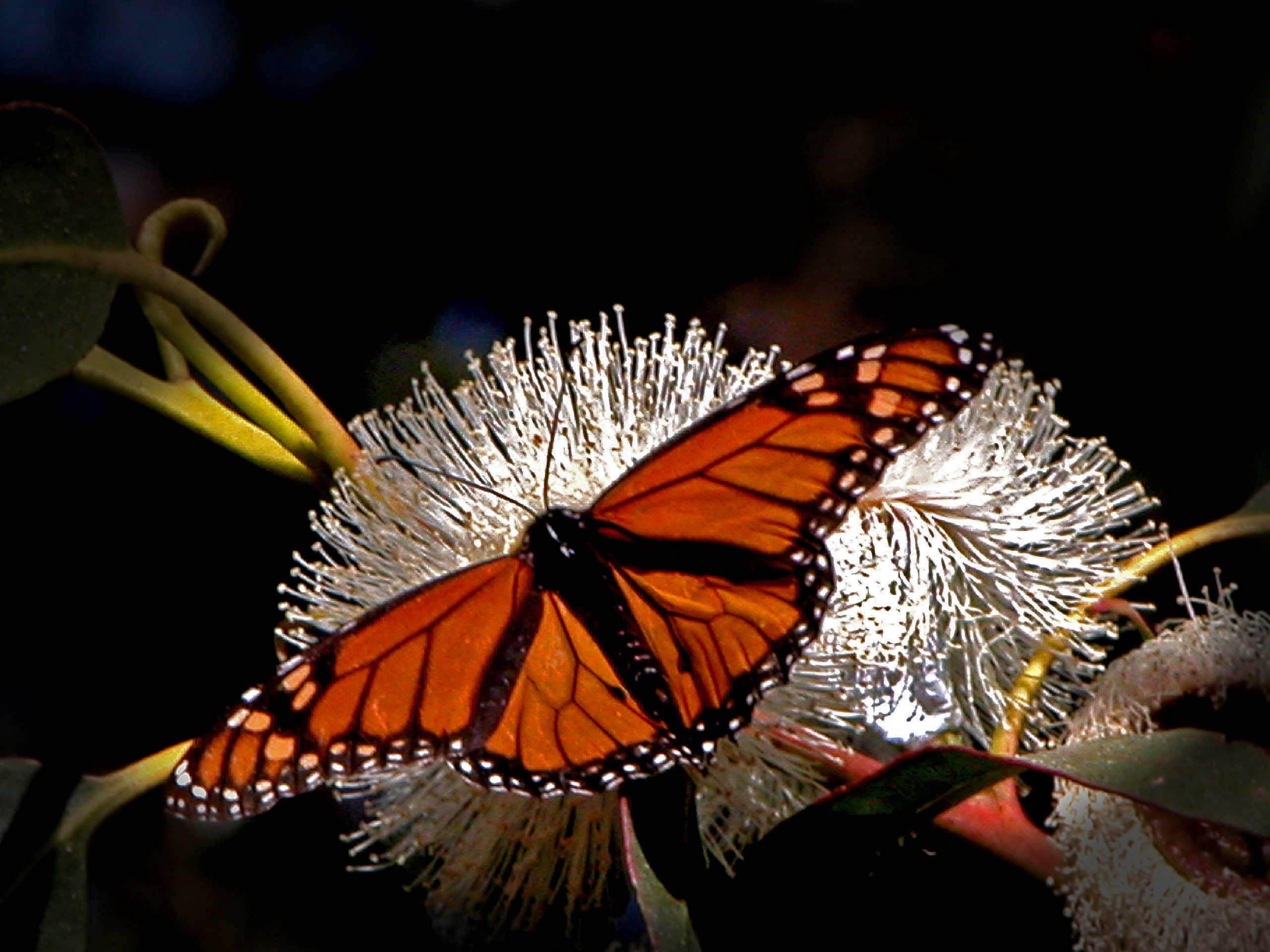 2560x1920 Monarch Butterfly Wallpaper HD 21102