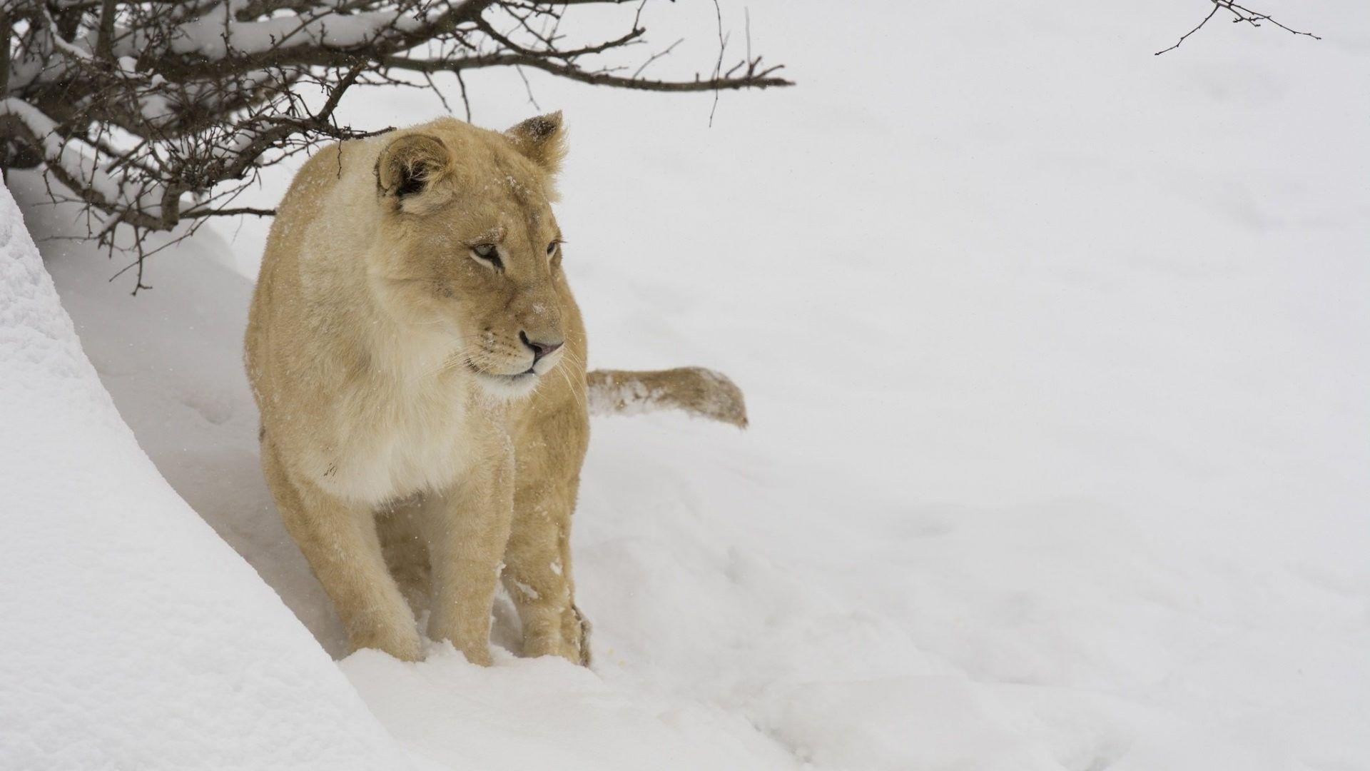 1920x1080 wallpaper: Snow Japan Nature Monkey Nagano Cute