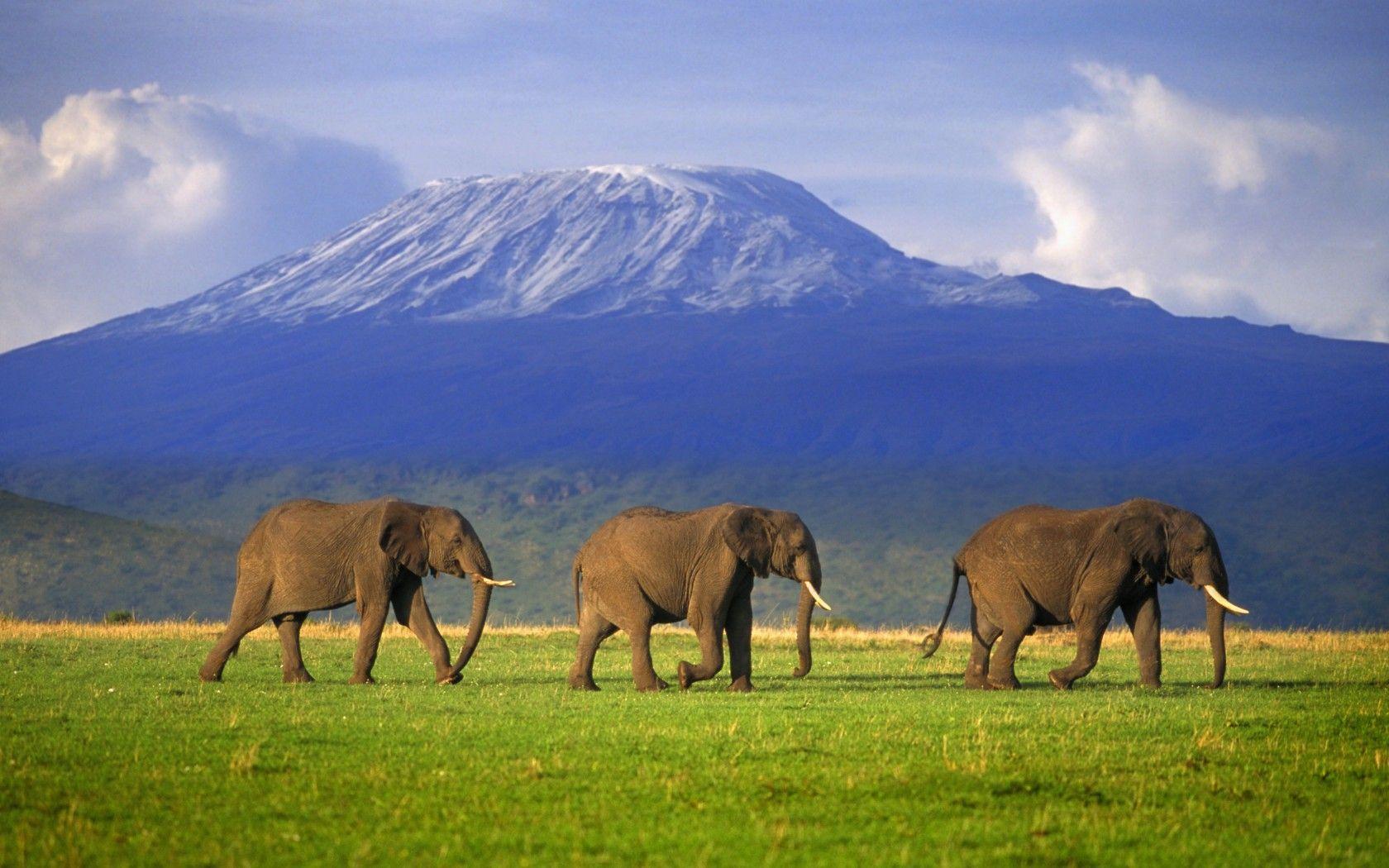 1680x1050 Free download Mount Kilimanjaro .