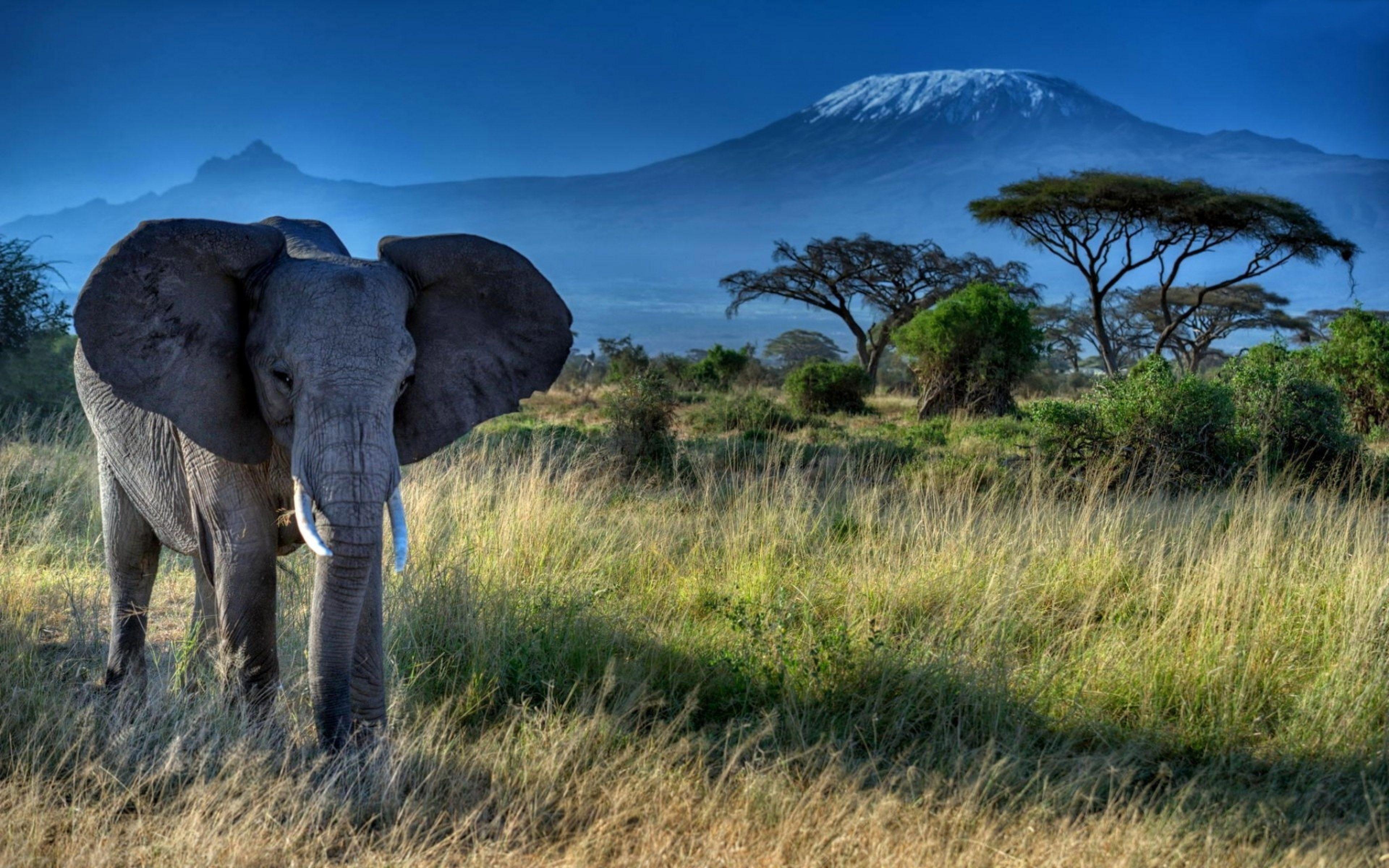 3840x2400 Elephant Dry Grass Trees Mount .