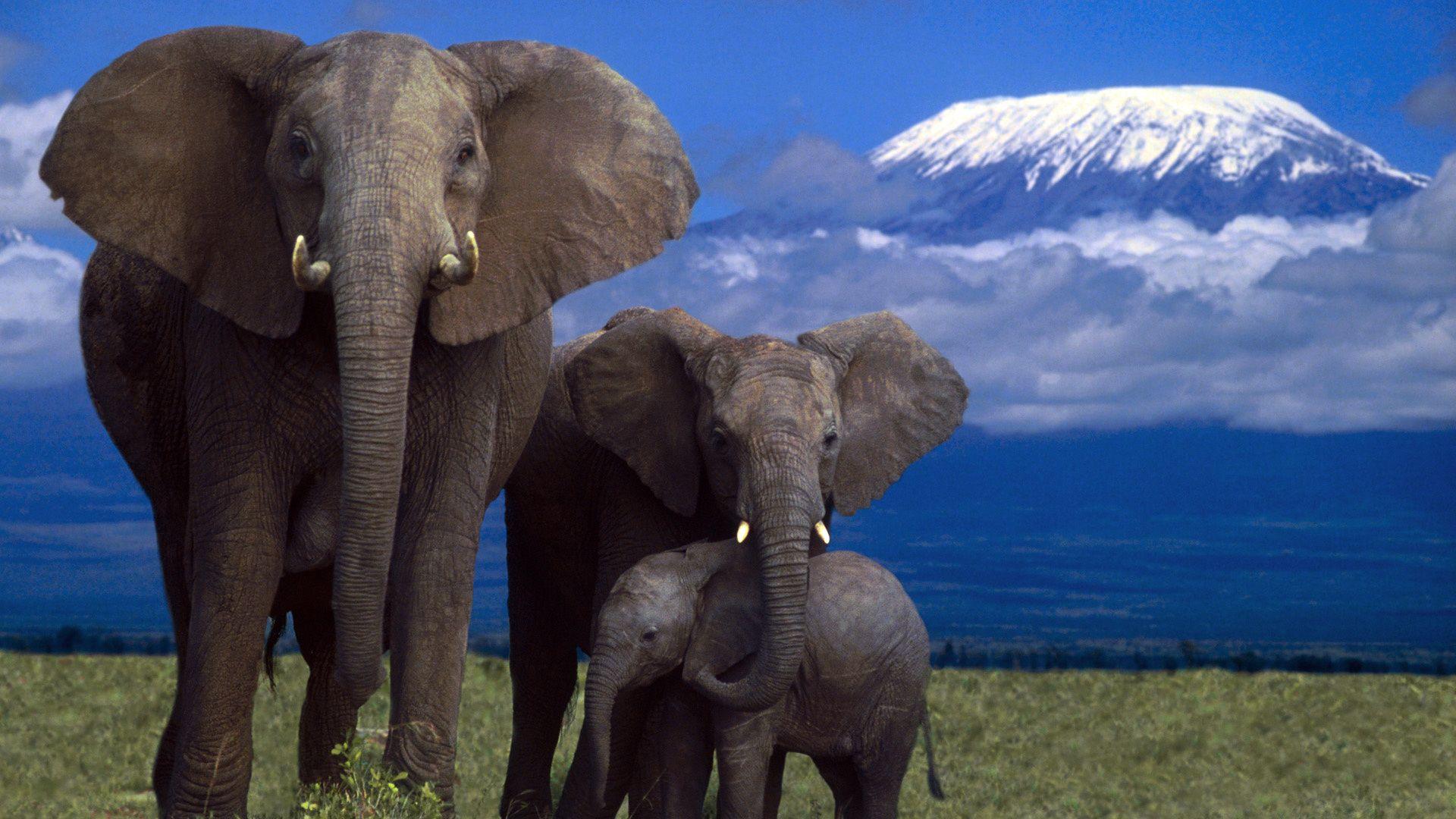 1920x1080 Wallpaper elephant, family, mountain .