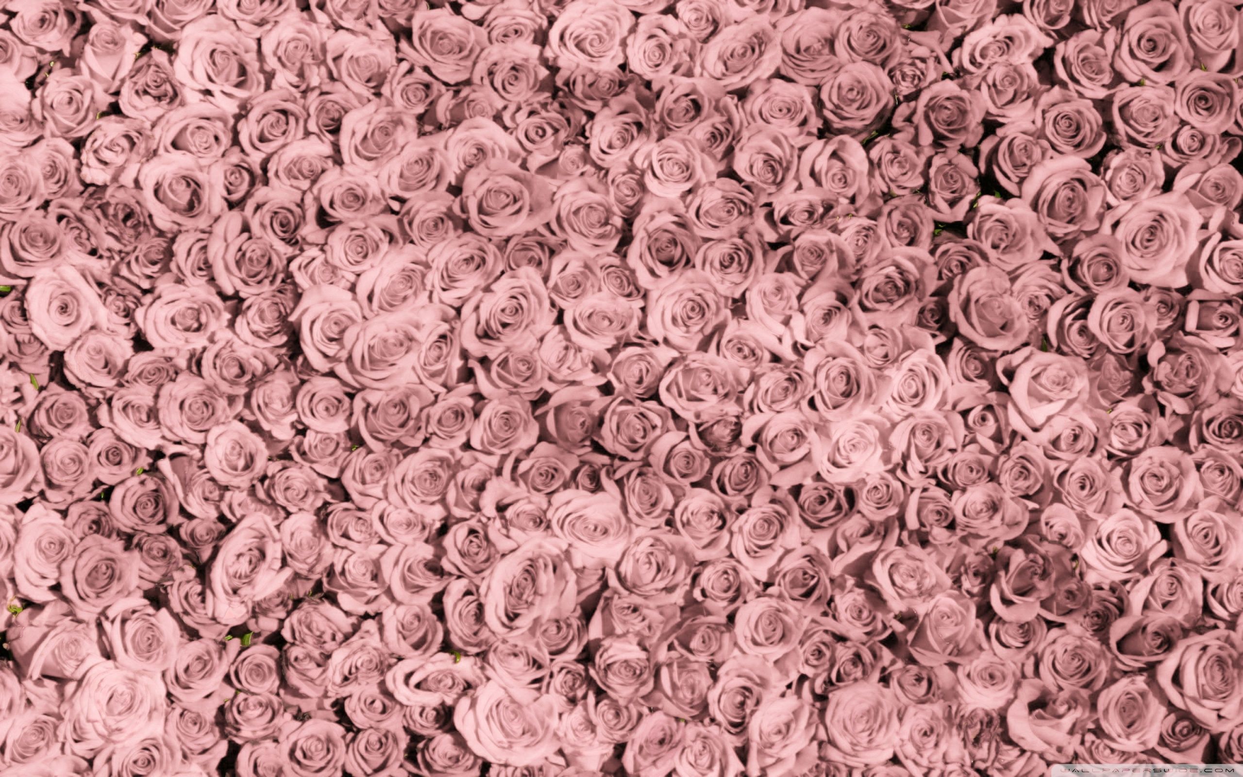 2560x1600 Vintage Pink Roses Tumblr 4K UHD Wallpaper for UltraHD Desktop and TV : Widescreen and UltraWide Display : Dual Monitor : Smartphone and Tablet Devices