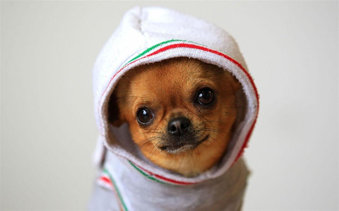 1280x800 Funny Dog Wallpaper
