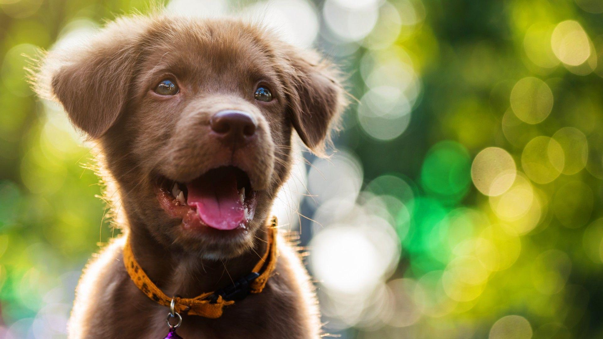 1920x1080 Wallpaper Funny animals, Dog, Puppy, 6K .