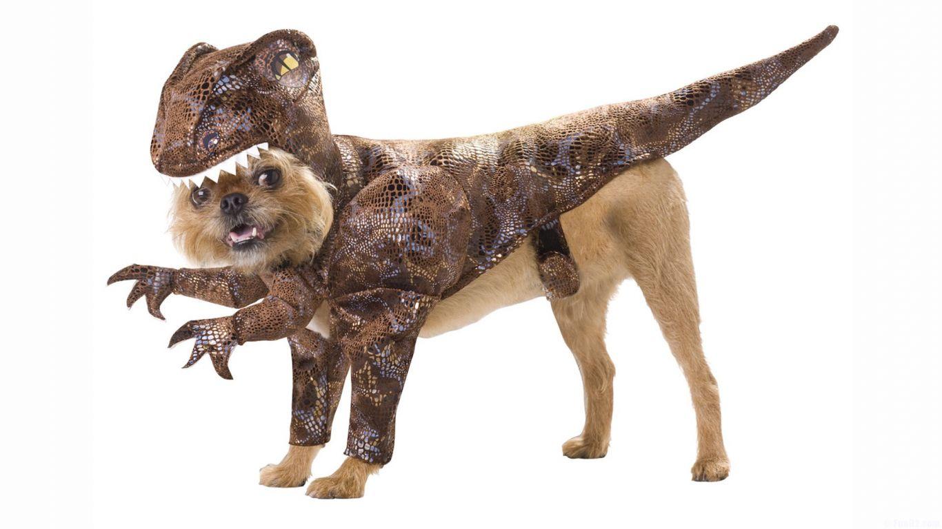 1366x768 Funny Puppy Wallpaper, Funny Spring Dog .