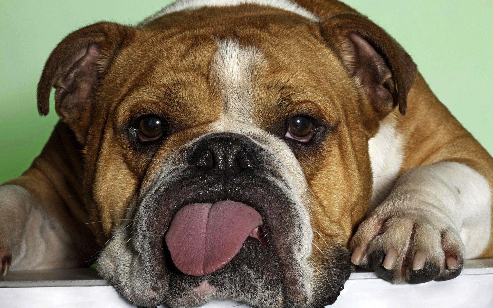 1920x1200 Funny Animal