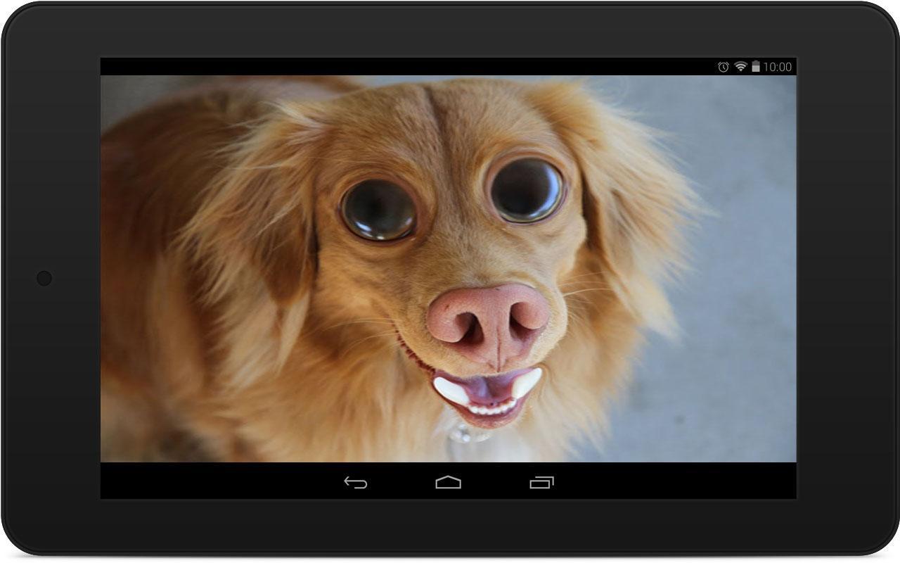 1280x800 Funny Dog Wallpaper for Android .