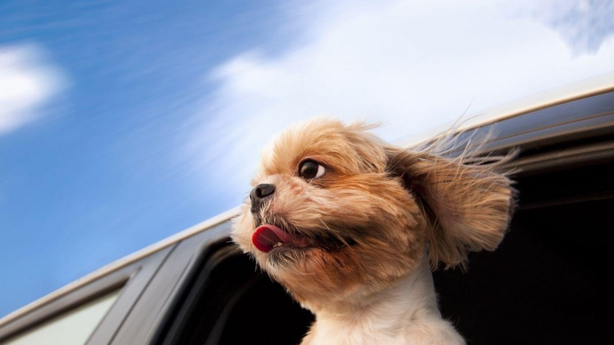1244x700 Animals dogs humor funny cute wallpaper .