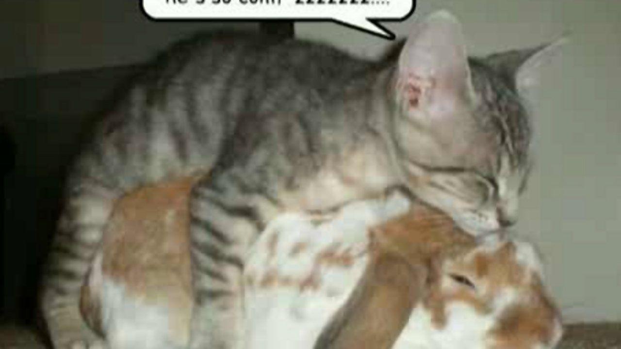 1280x720 Funny Animals Movies 22 Desktop .