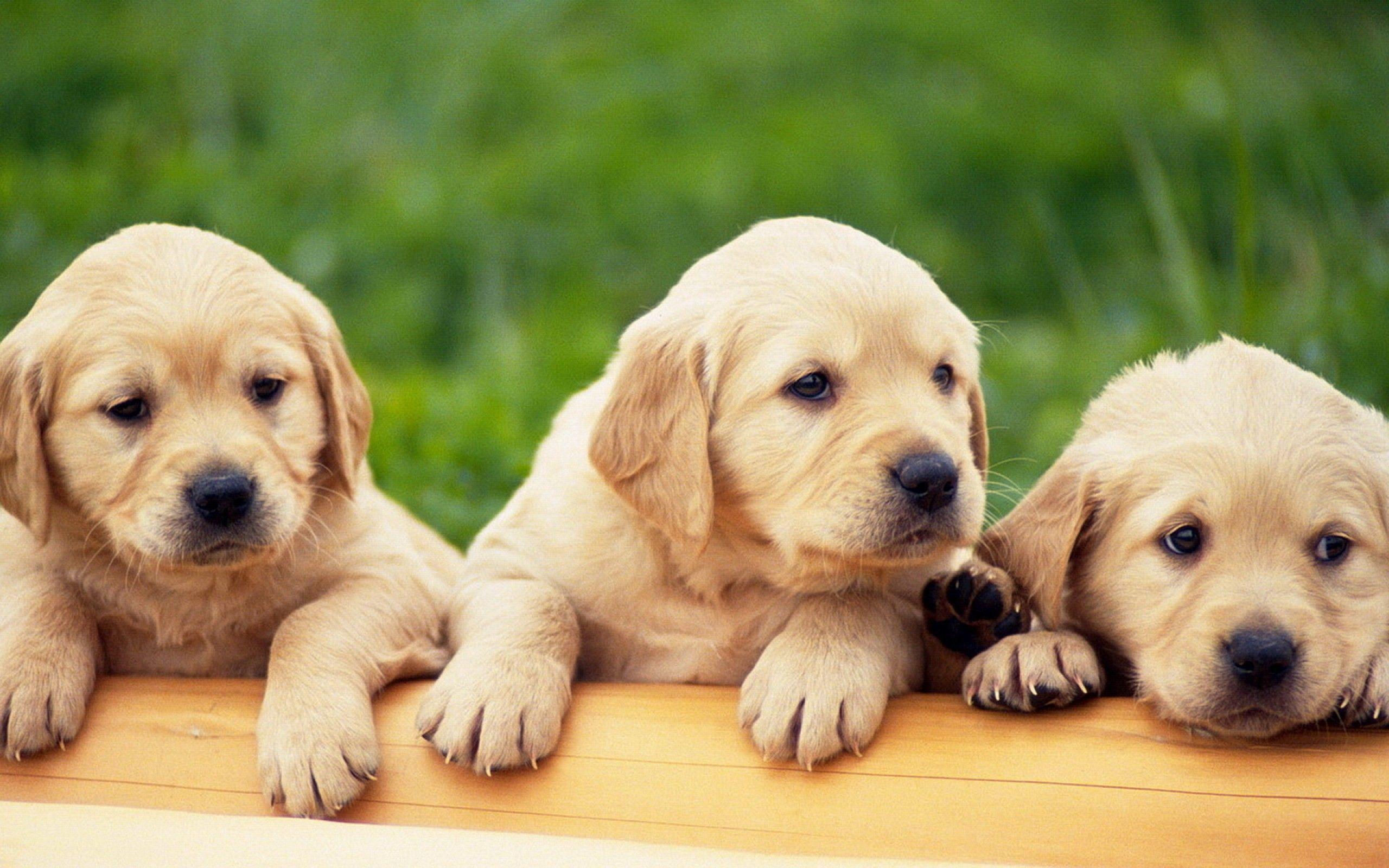 2560x1600 Funny Pet Wallpaper Cute Labrador .wallpaper