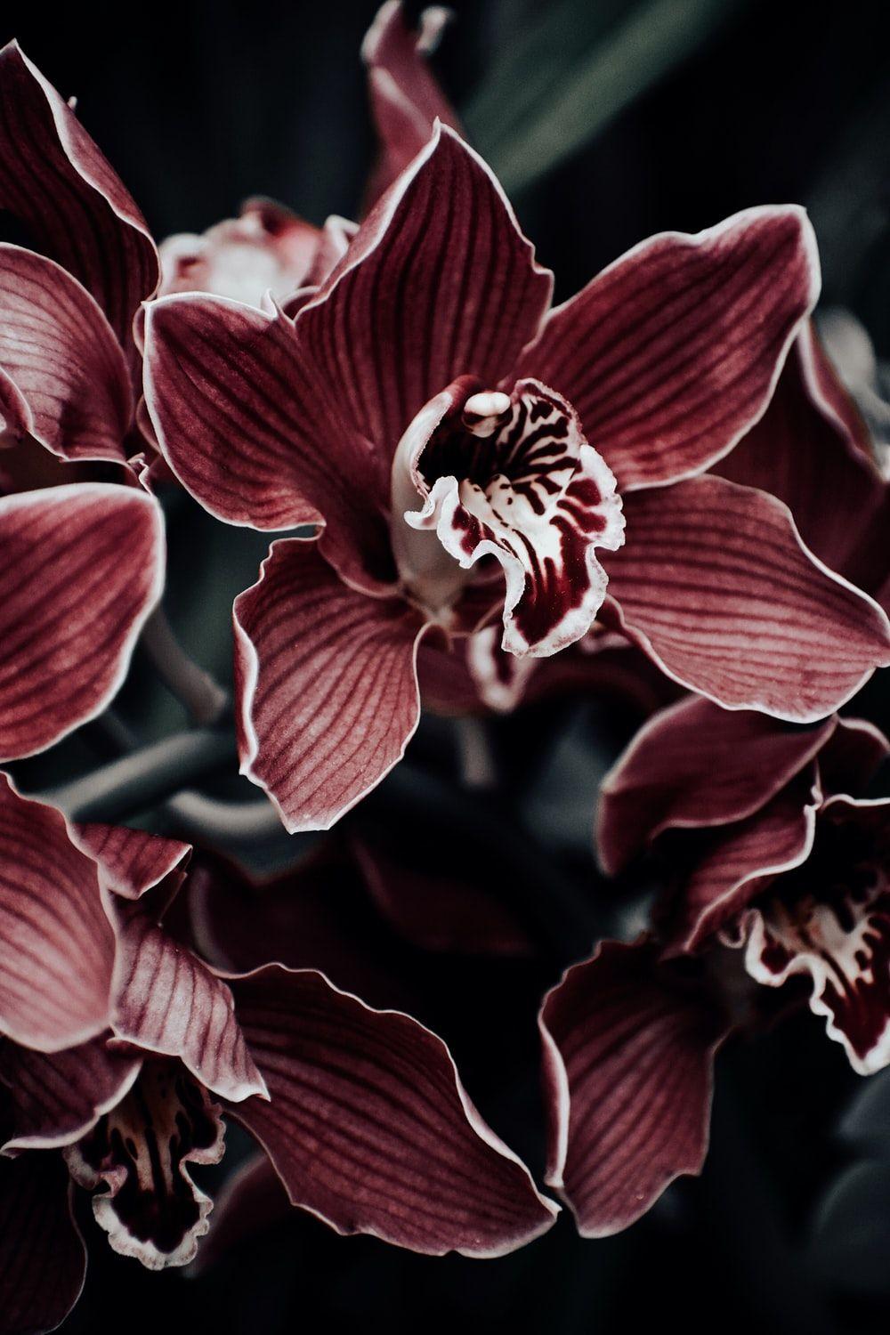 1000x1500 Burgundy Flower Picture. Download Free Image