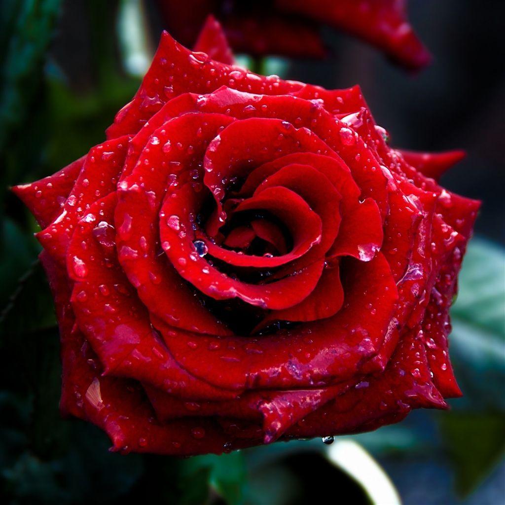 1024x1024 Red Rose Macro Shoot #iPad 4 #Wallpaper .com