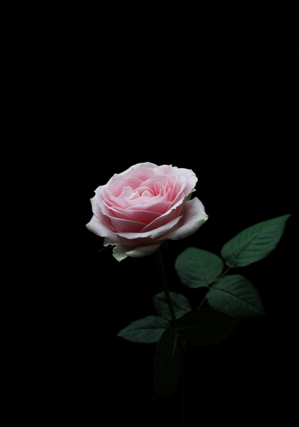 1000x1429 Flowers with Black Background. .com