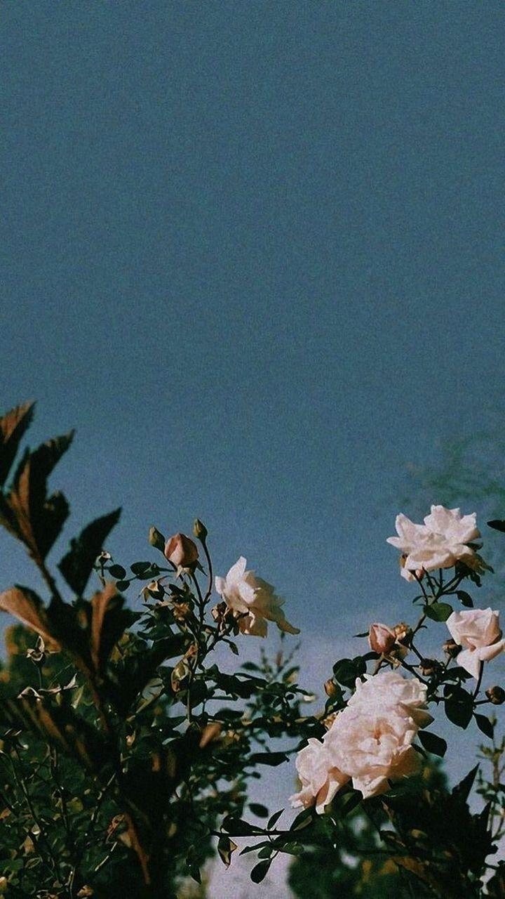 720x1280 image About Wallpaper Fond D .