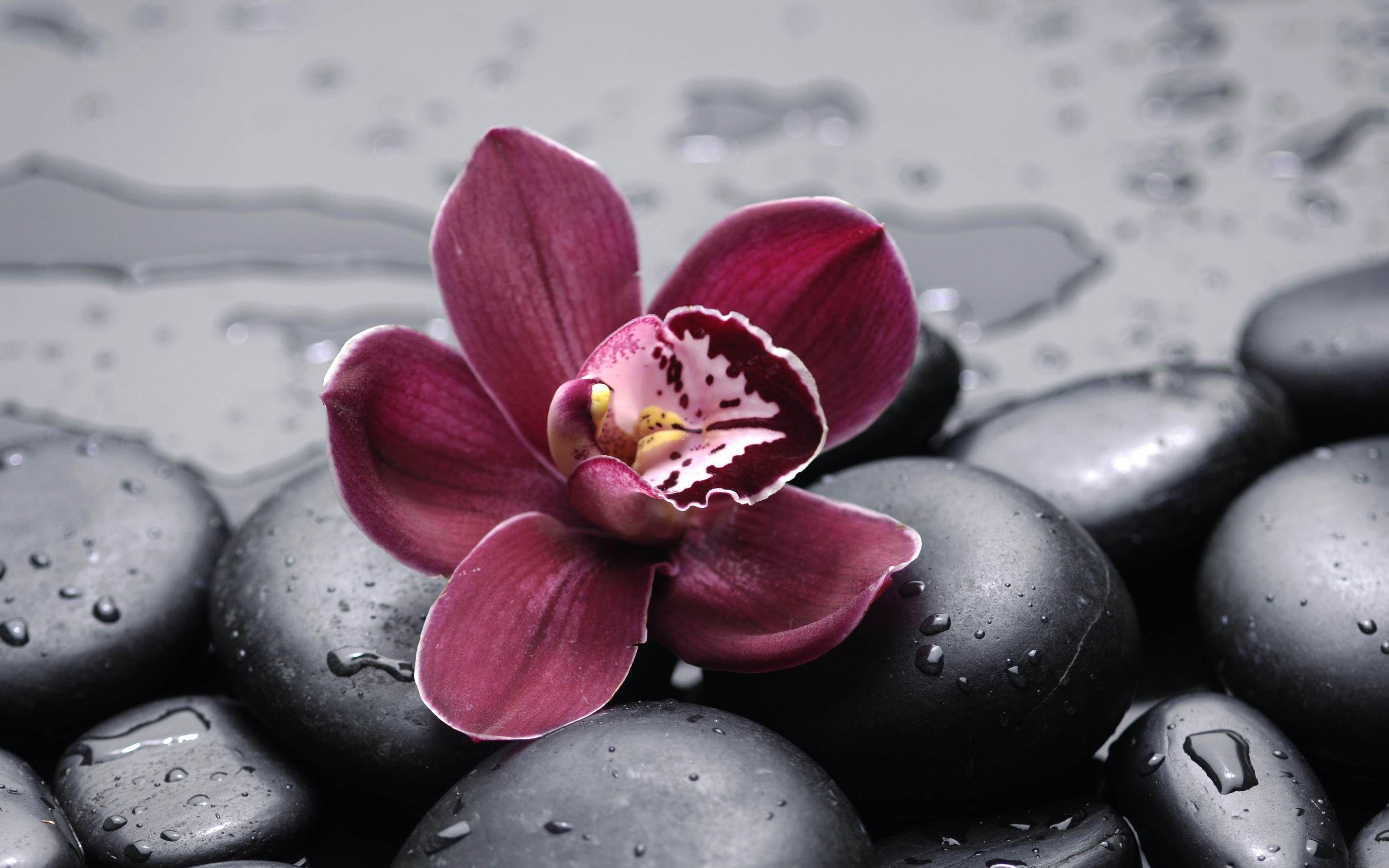 3200x2000 Free download Beautiful burgundy orchid .