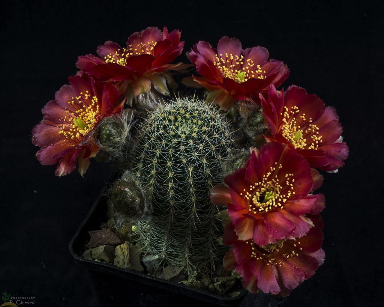 1280x1024 Red Cactus Flower Wallpaper .