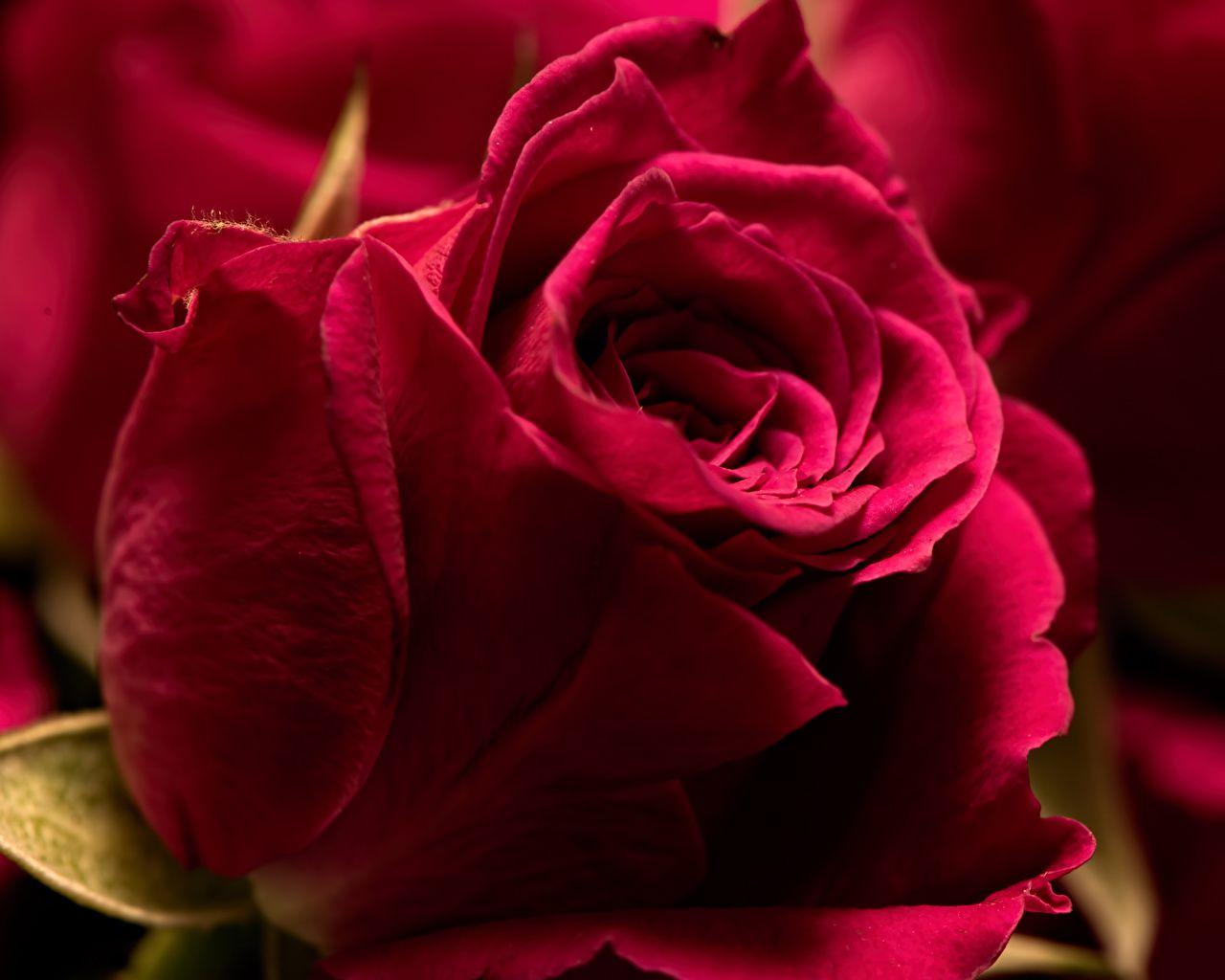 1280x1024 Photo rose burgundy flower