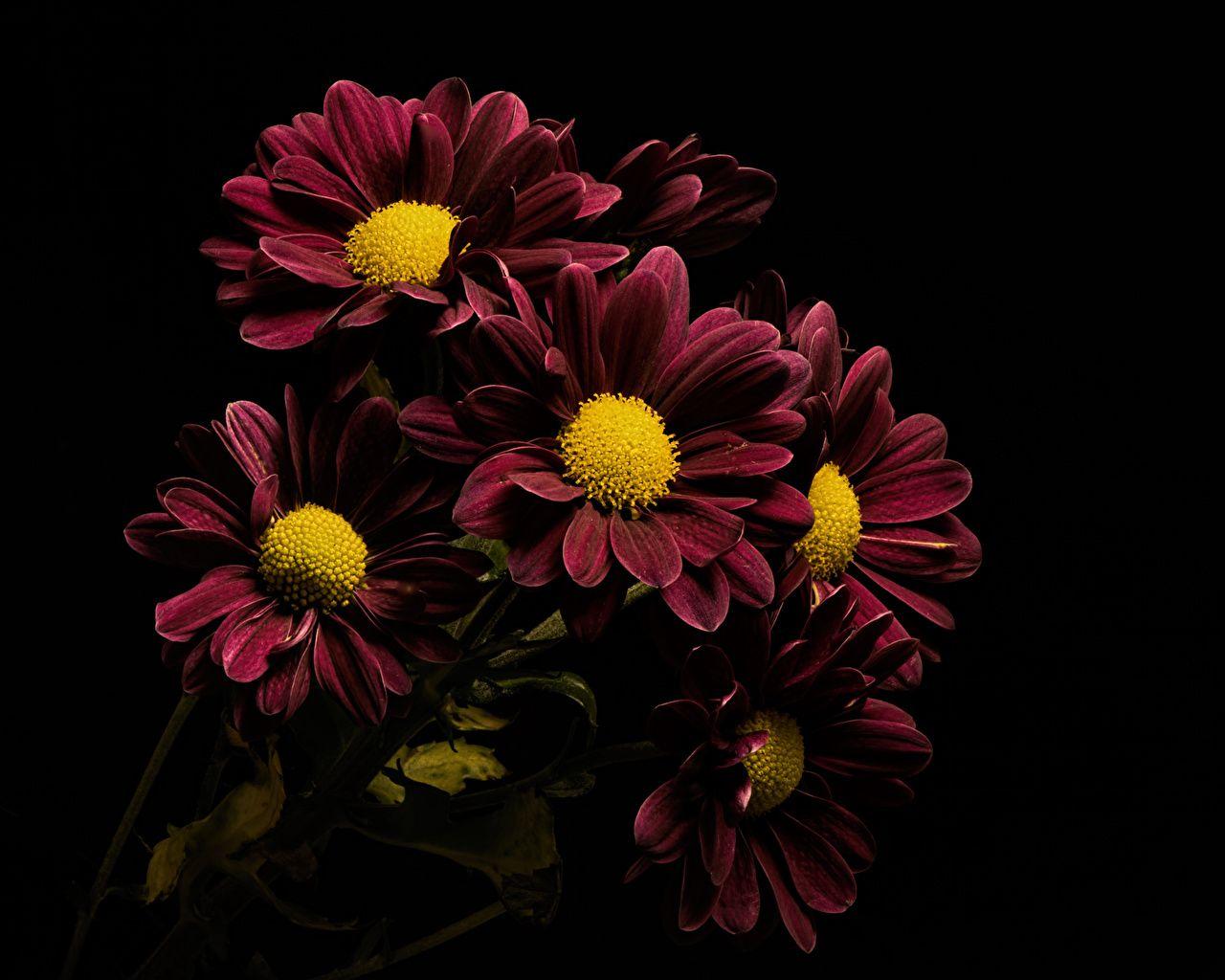 1280x1024 Picture burgundy flower Chrysanthemums .