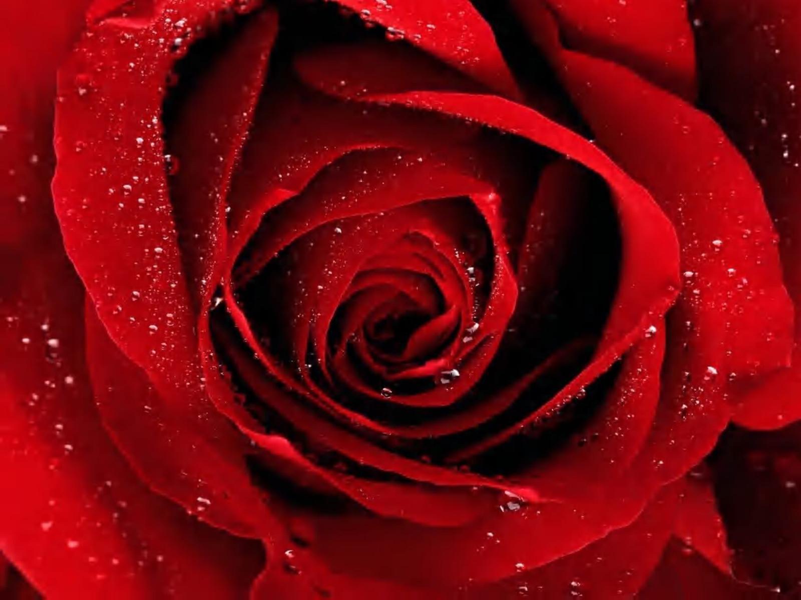 1600x1200 Wallpaper Dark Rose Color Dark Red .