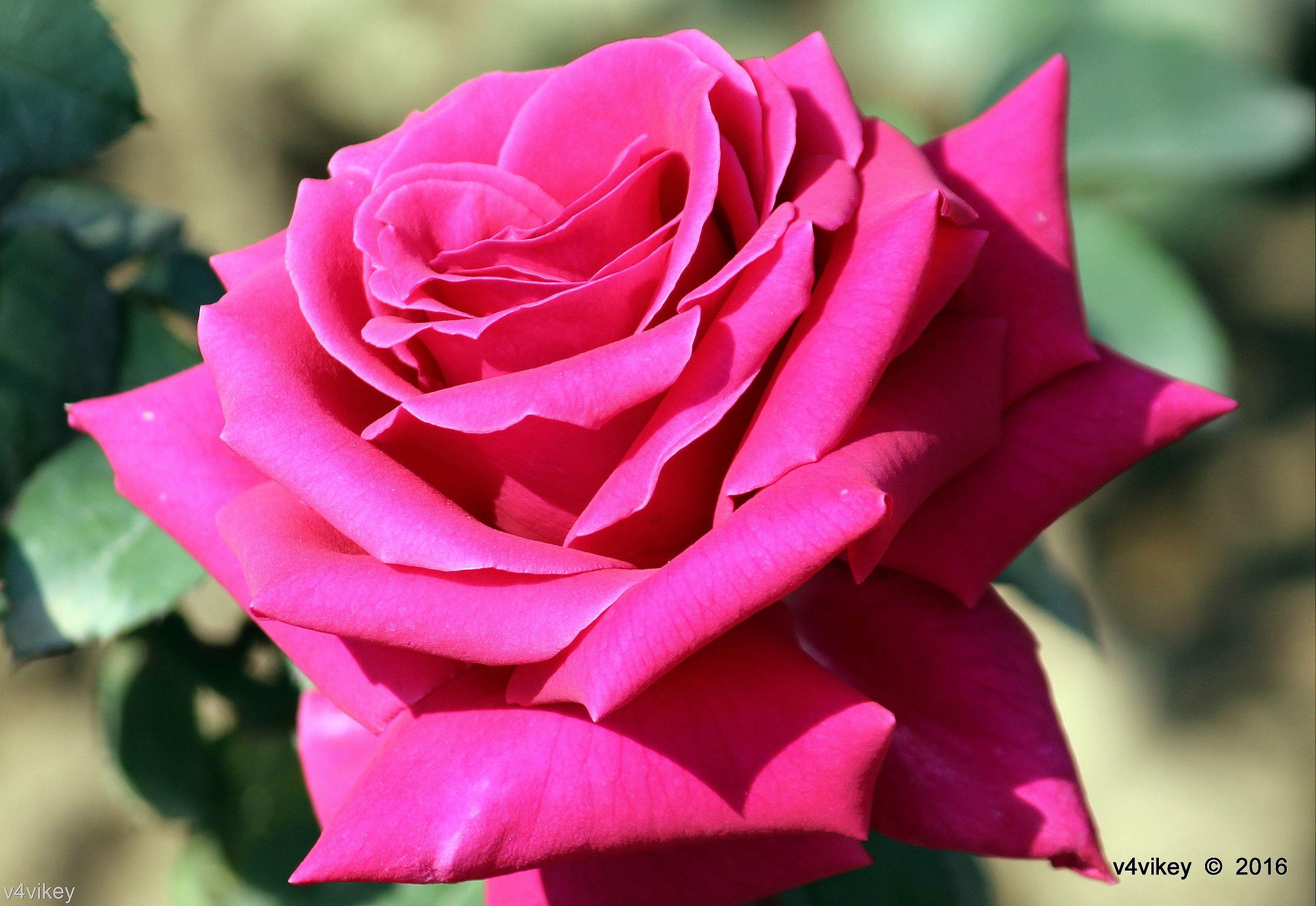 2941x2024 Colorful Roses Wallpaper Color .