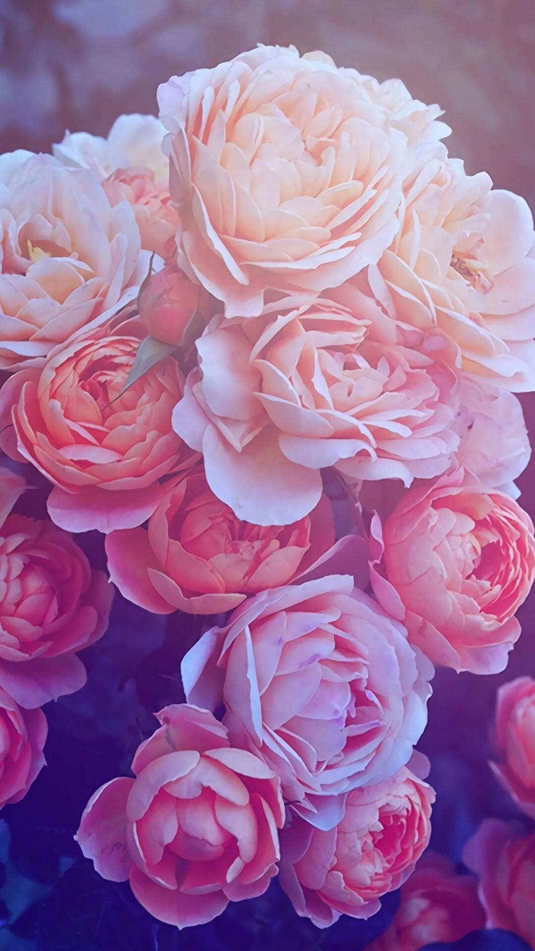 1080x1920 Pink Rose iPhone Wallpaper